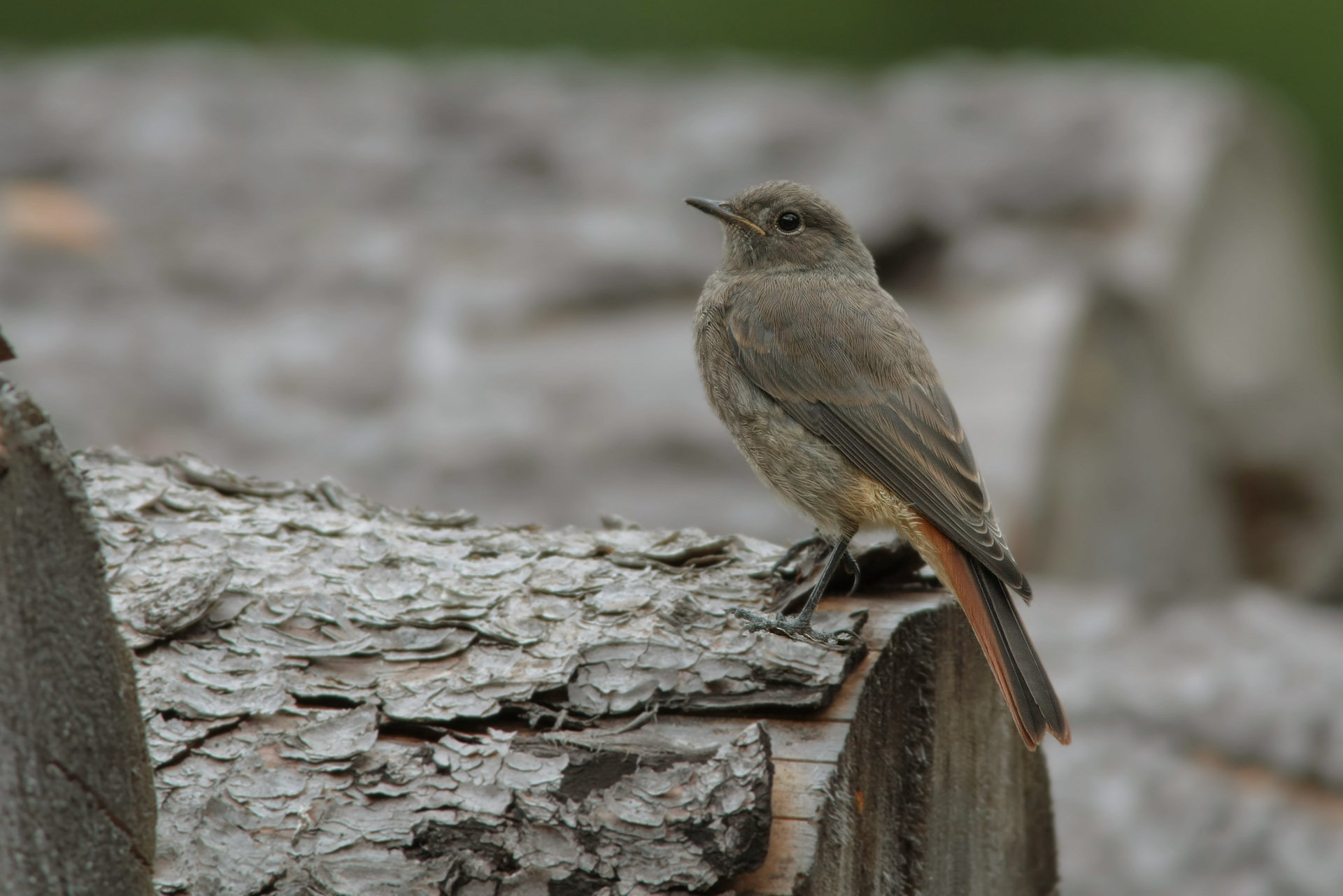 redstart juv.