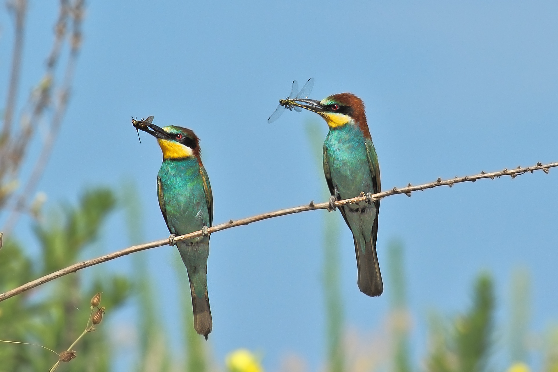 bee-eaters