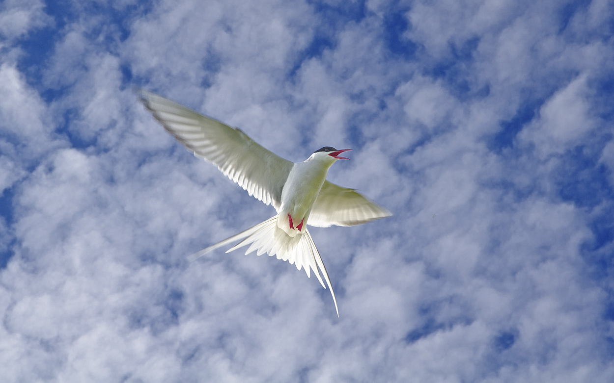 Arctic Tern