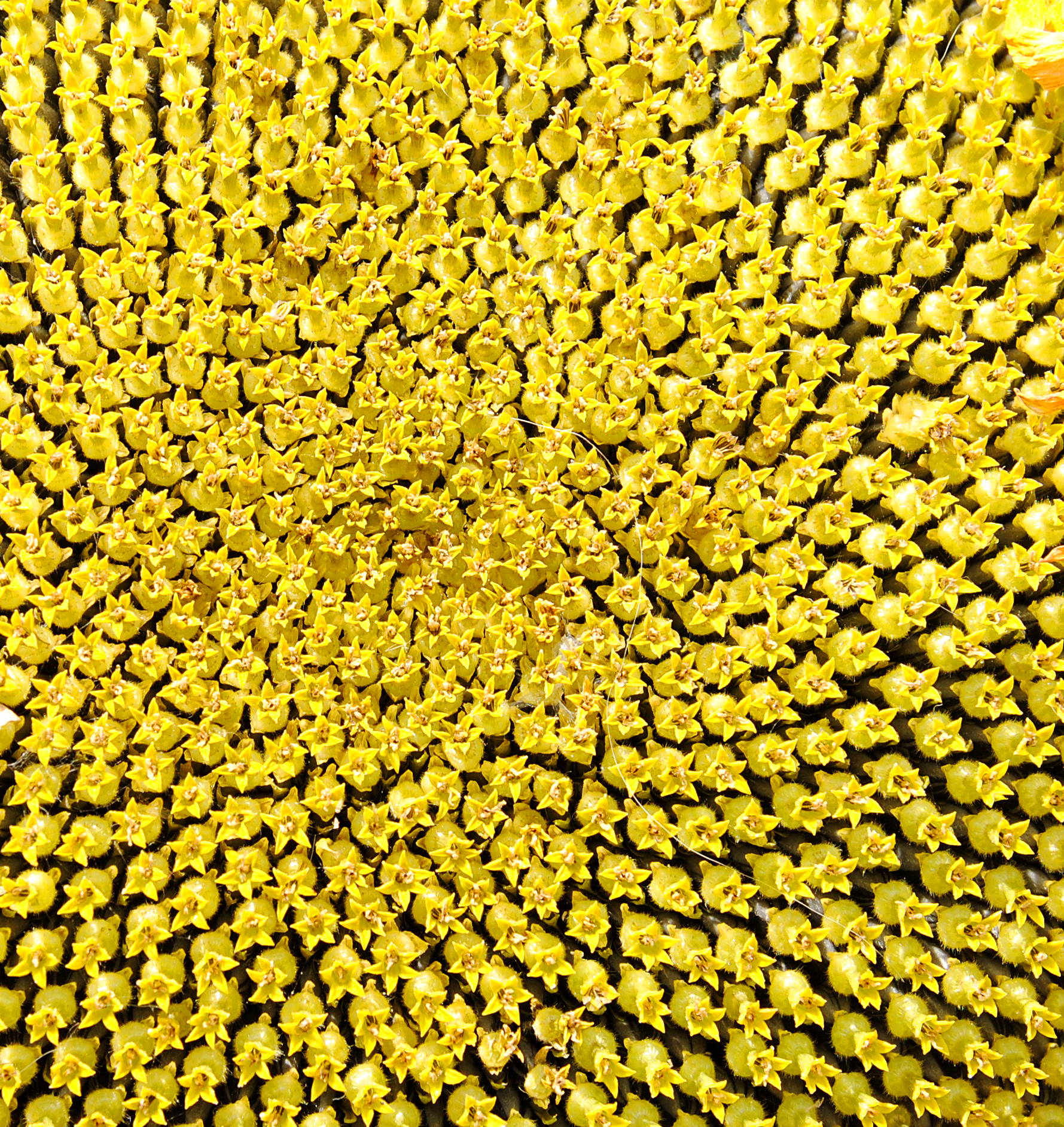 Sunflower (detail)