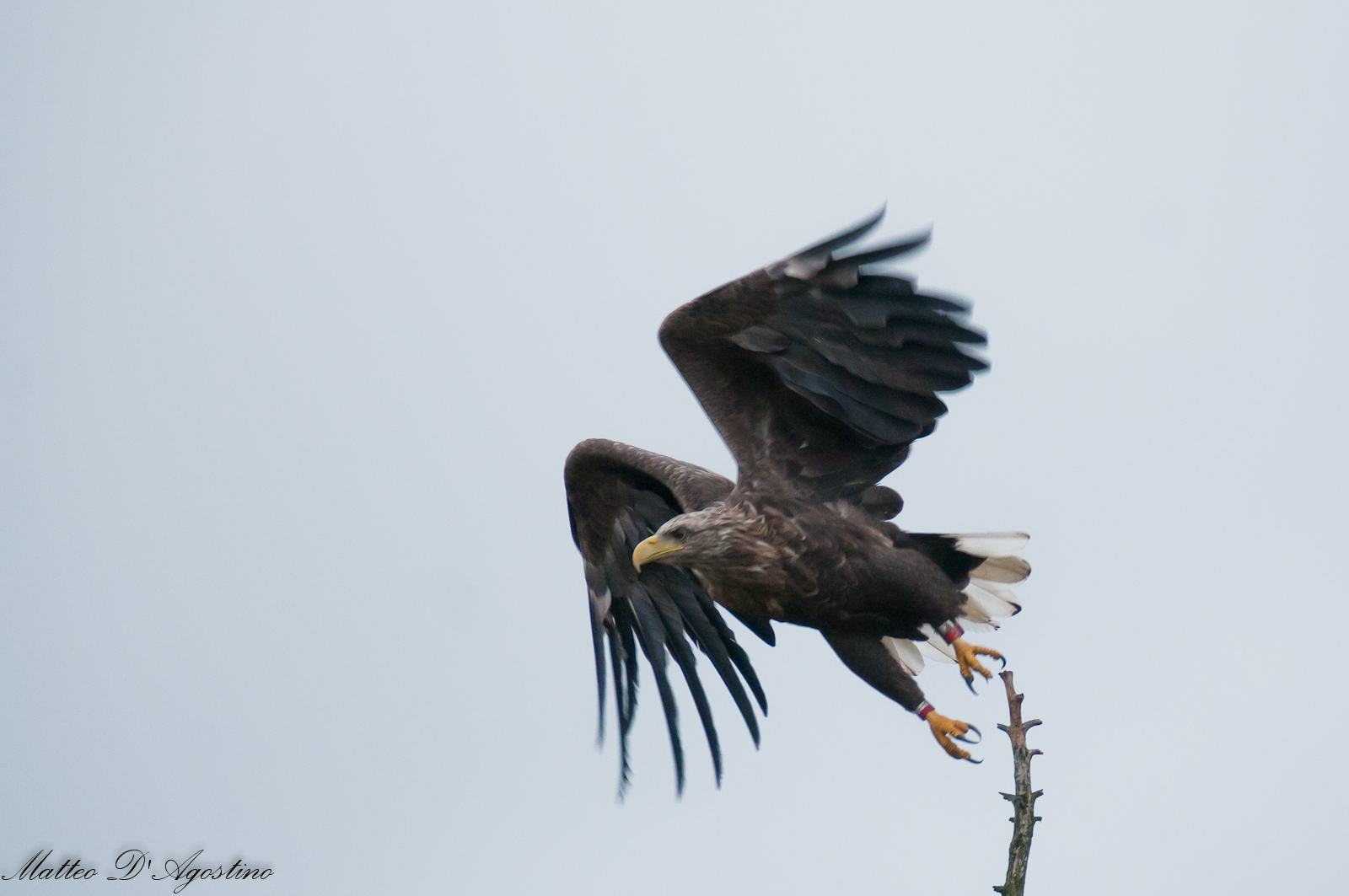 Aquila di mare in partenza