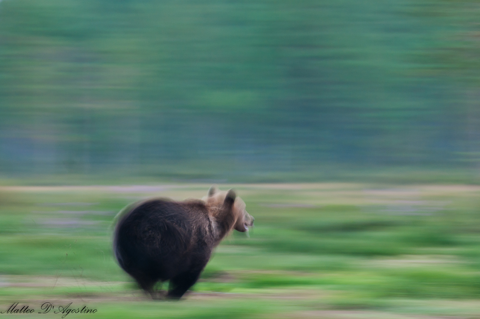 Orso in fuga (mosso artistico)