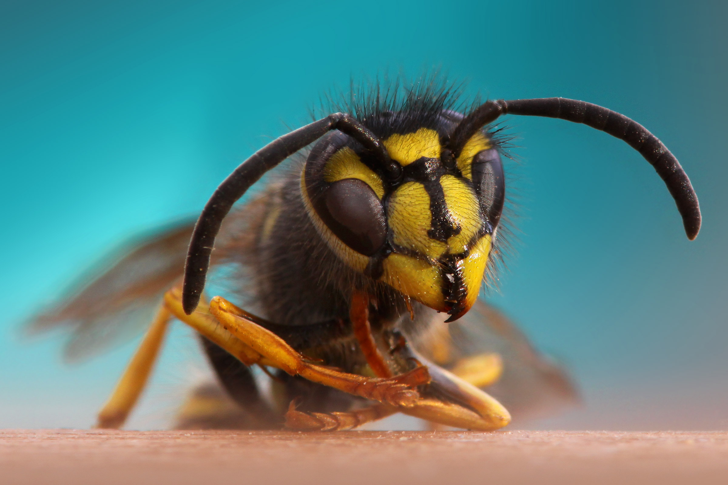 Wasp ultimo ritratto