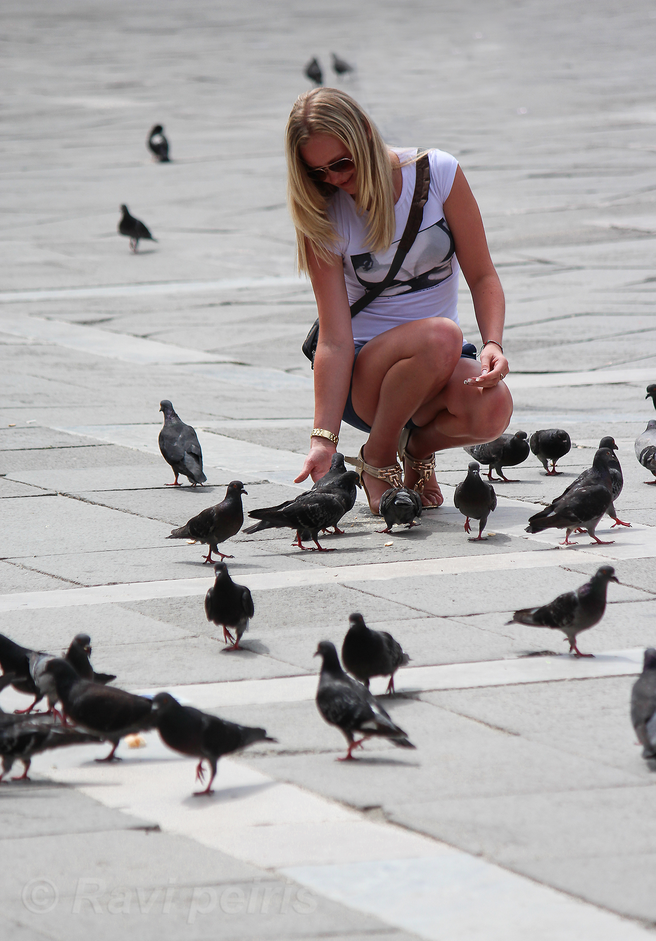 picciona tra i piccioni
