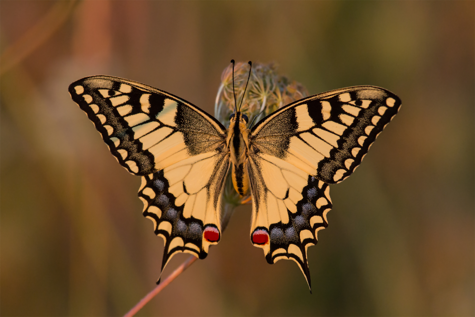 Papilio machaon