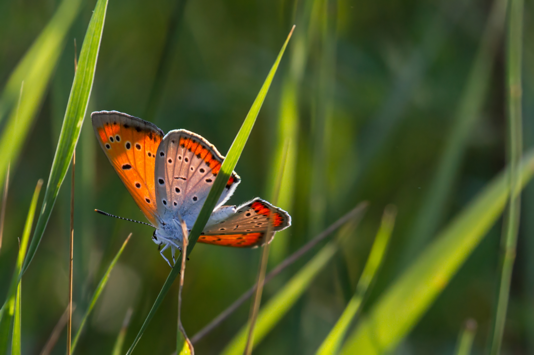 Lycaena dispar