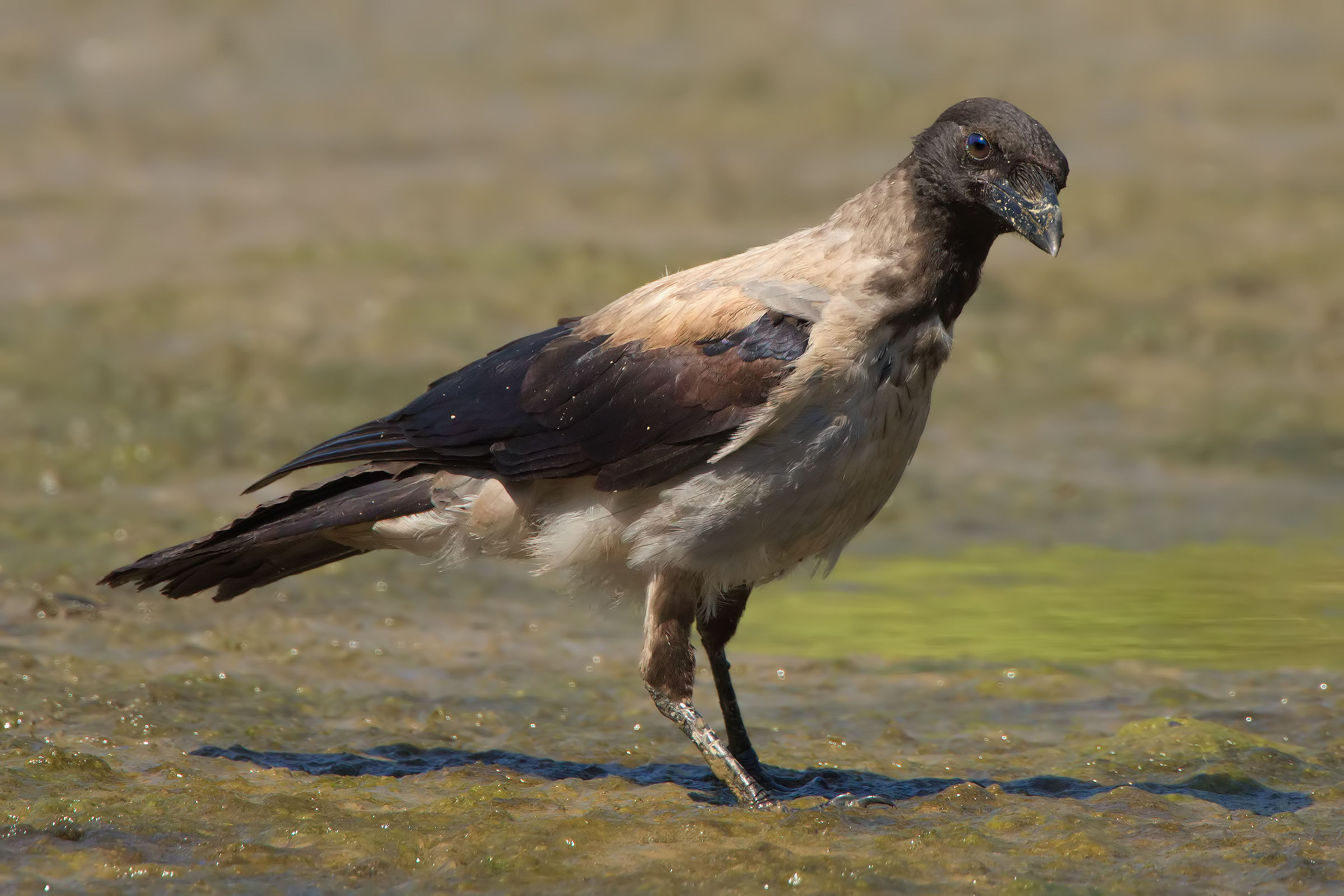 The much-maligned Cornacchia (2400px)