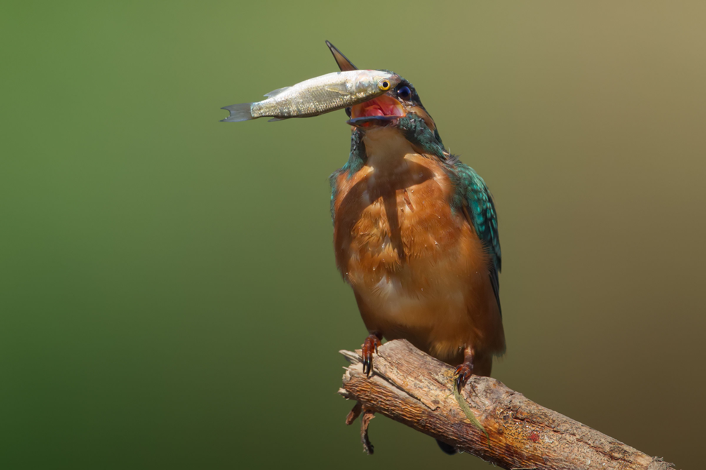 Hey presto ...! On the fly ..