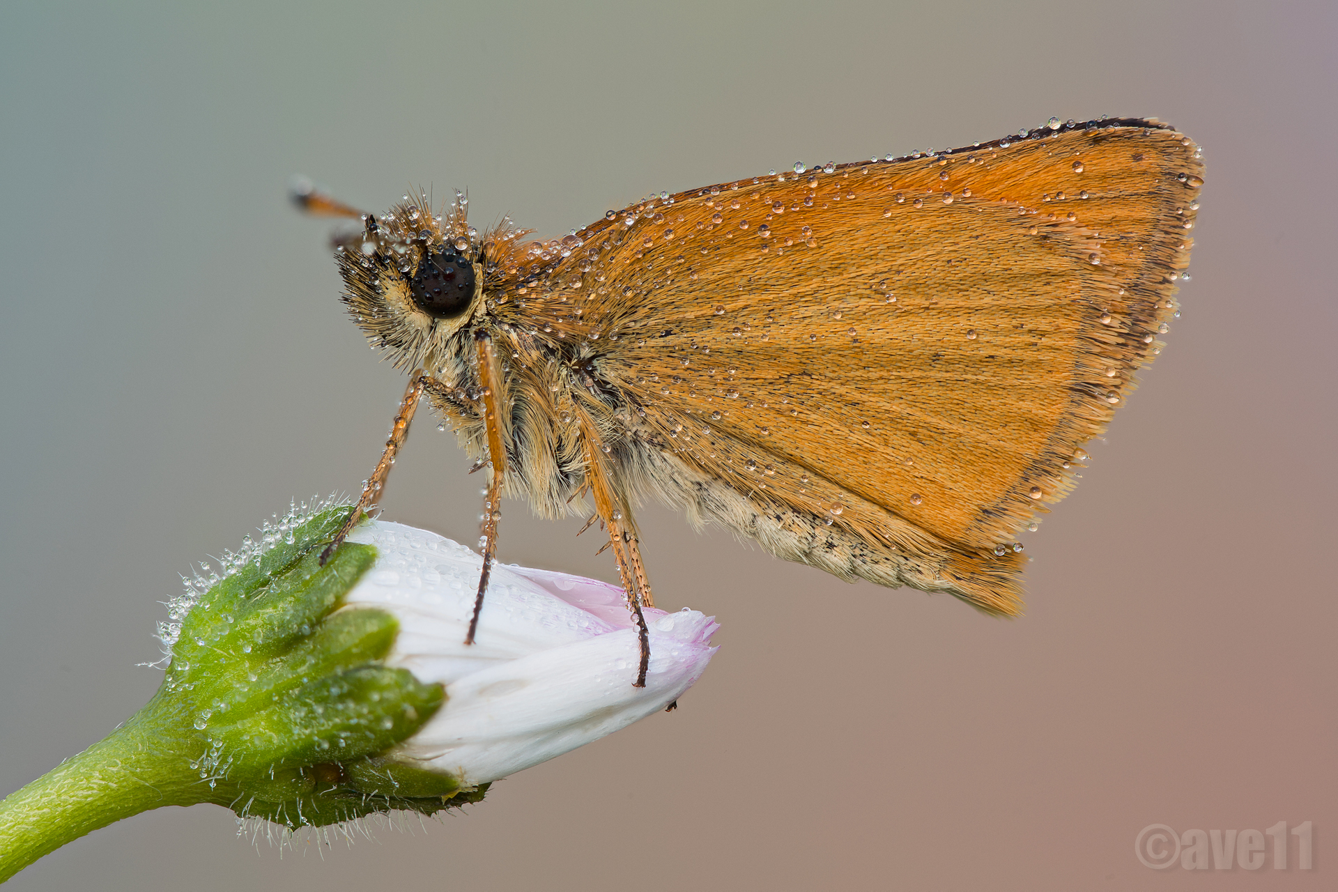 pirgus the little (big)