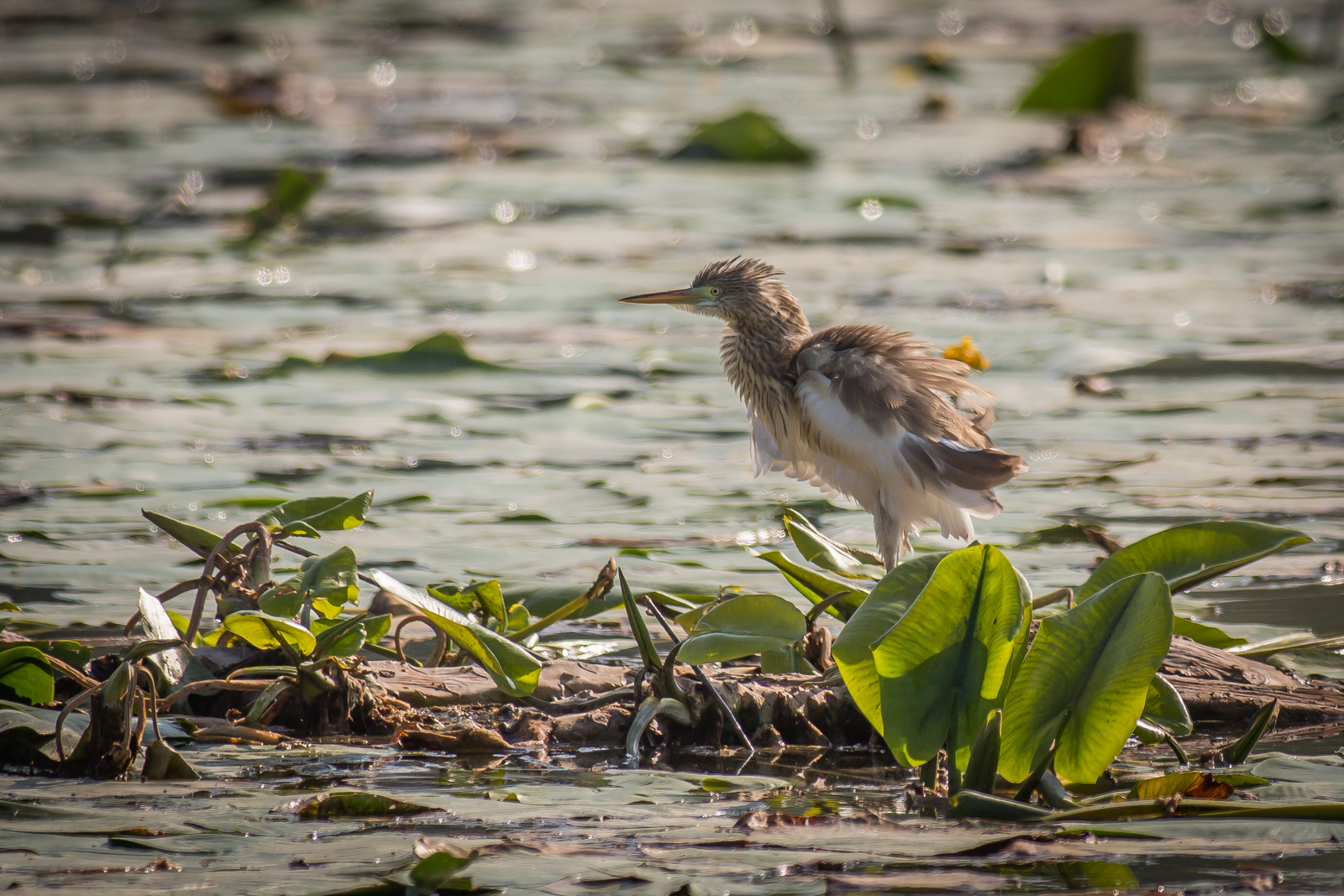 Squacco of water lilies