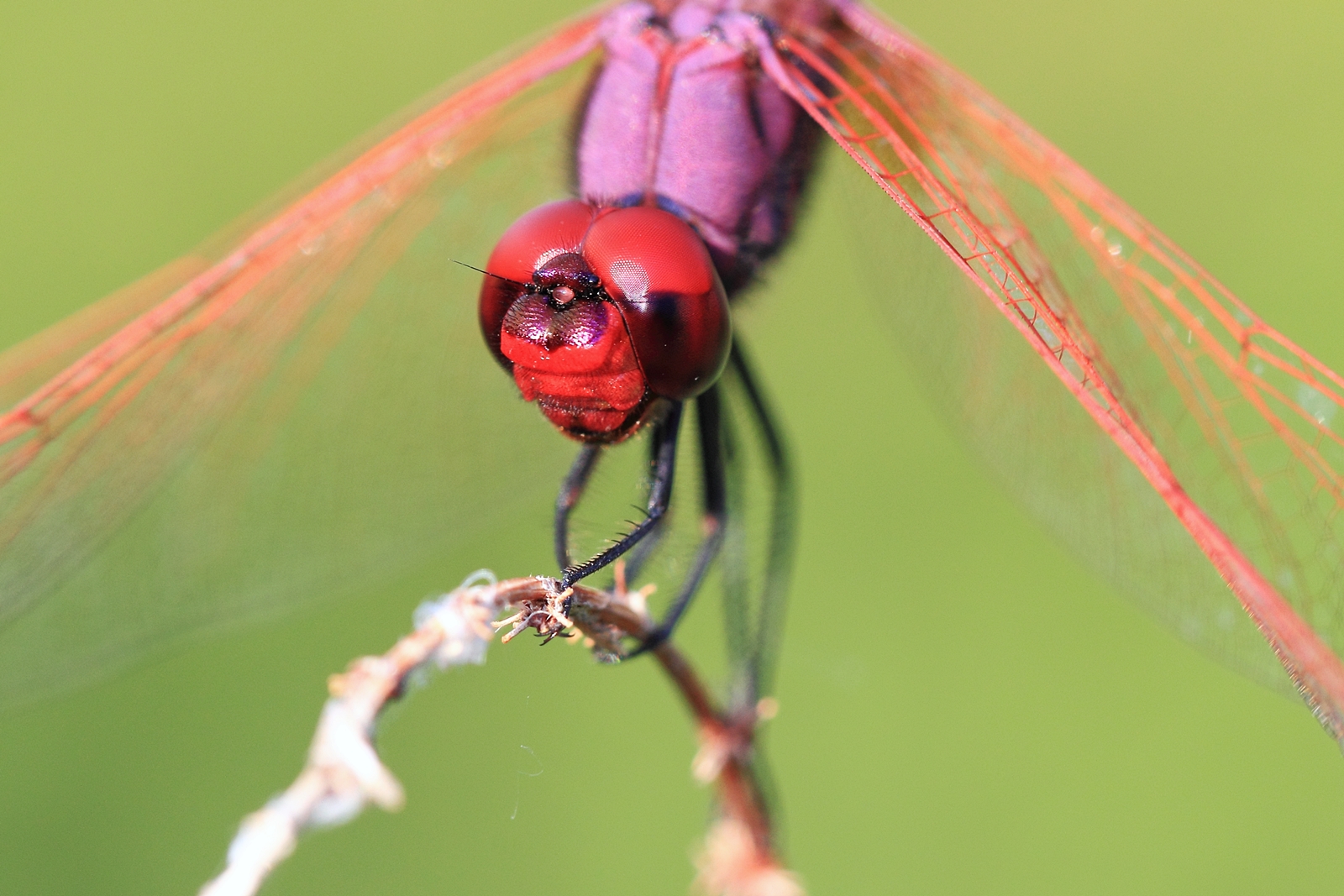 La faccia della libellula