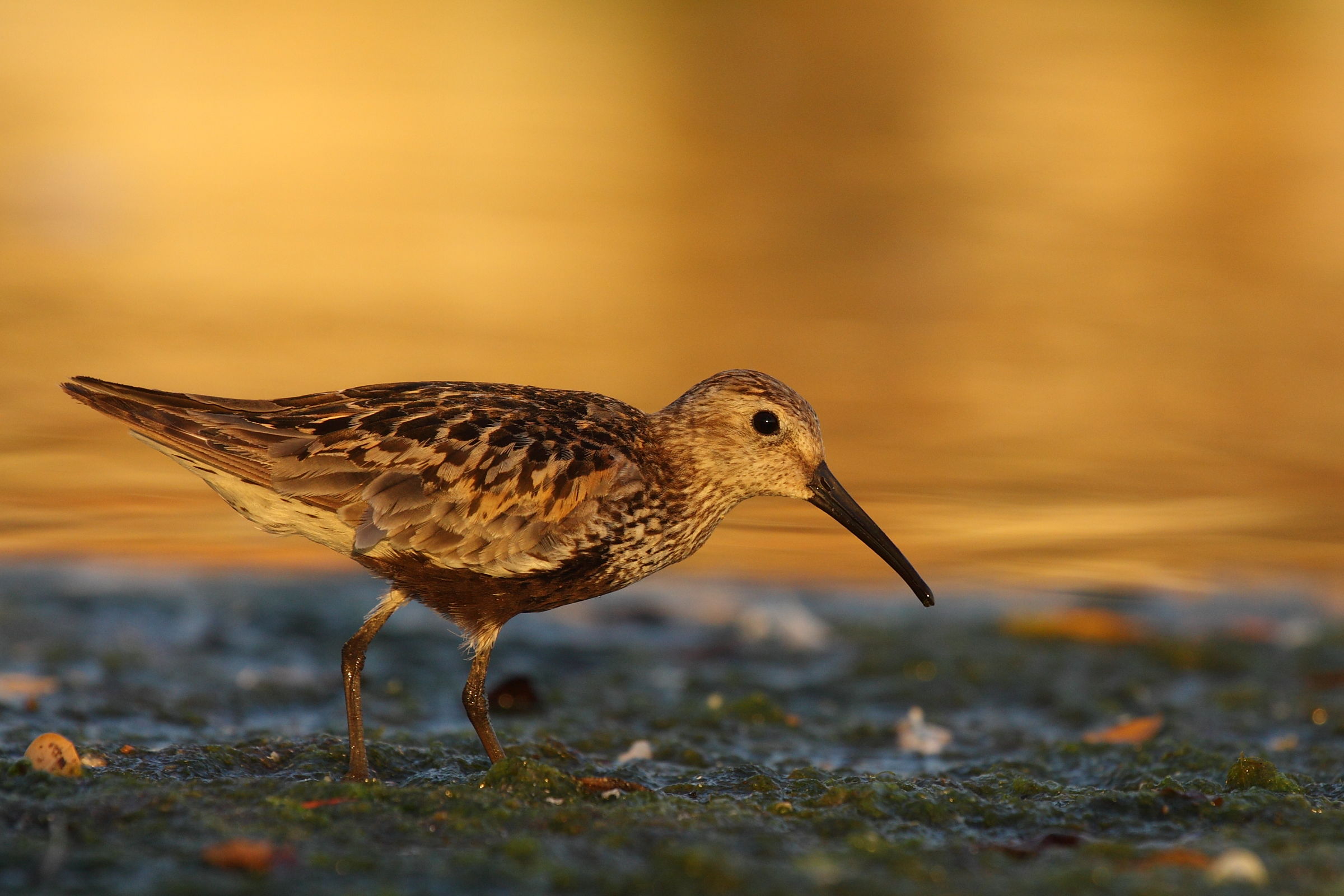 Piovanello pancianera