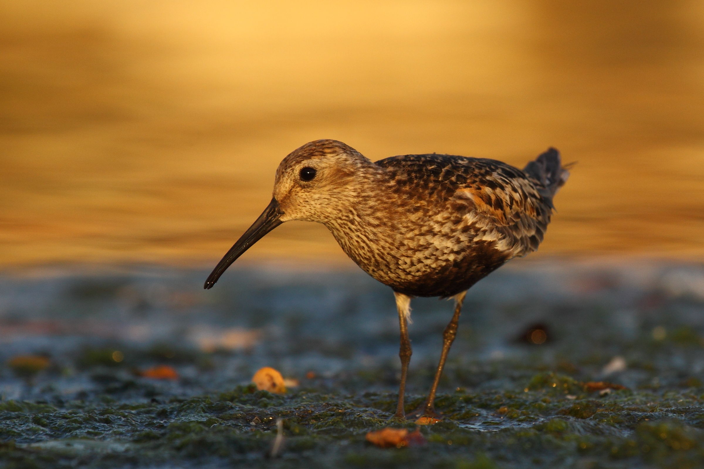 Sandpiper black belly