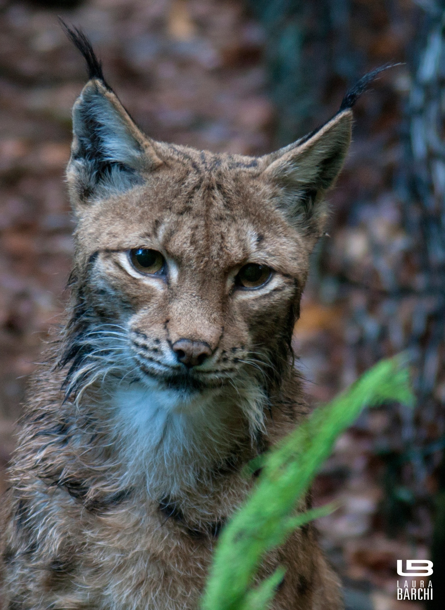 Lince- Bayerischer