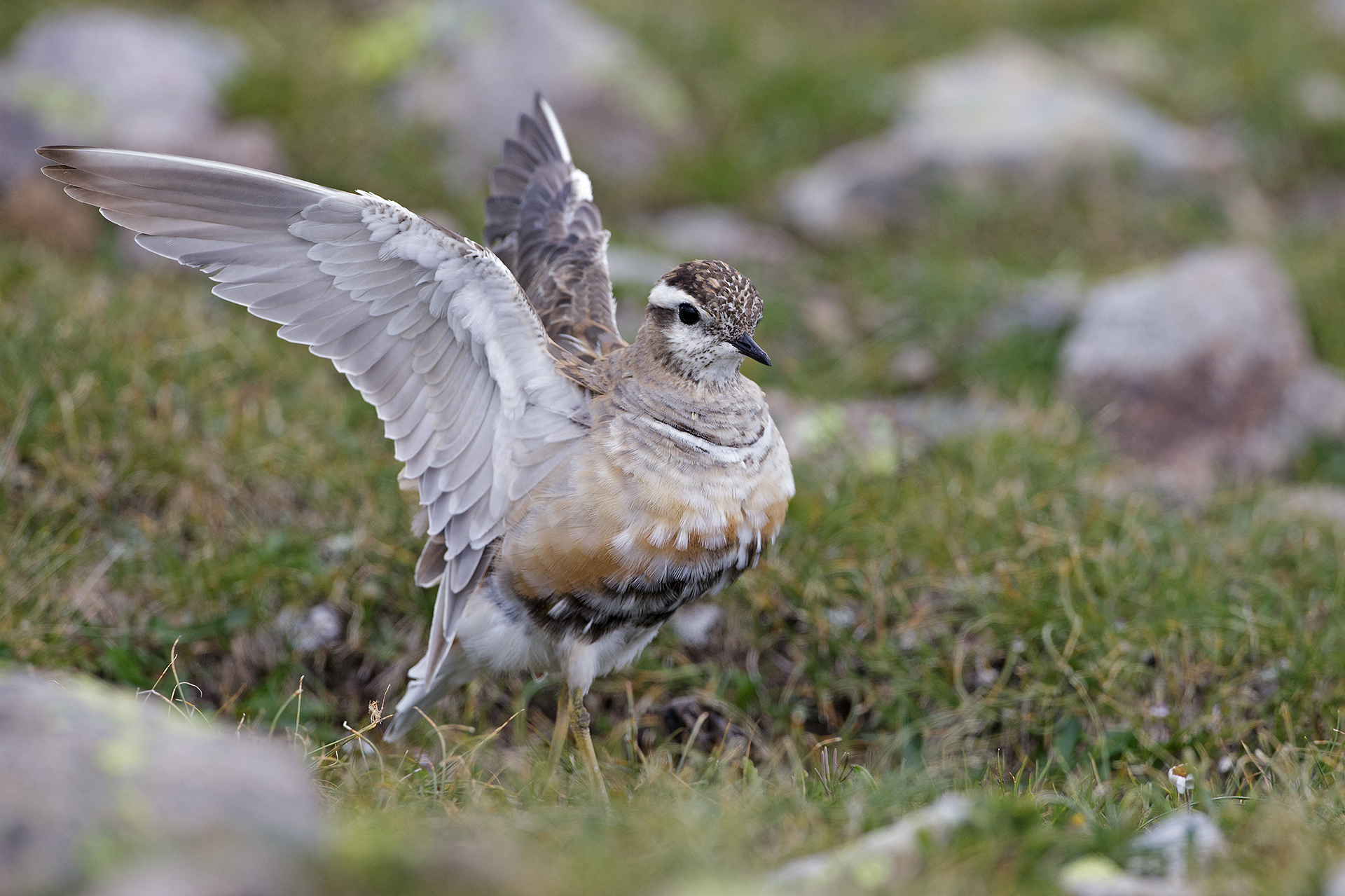 Dotterel