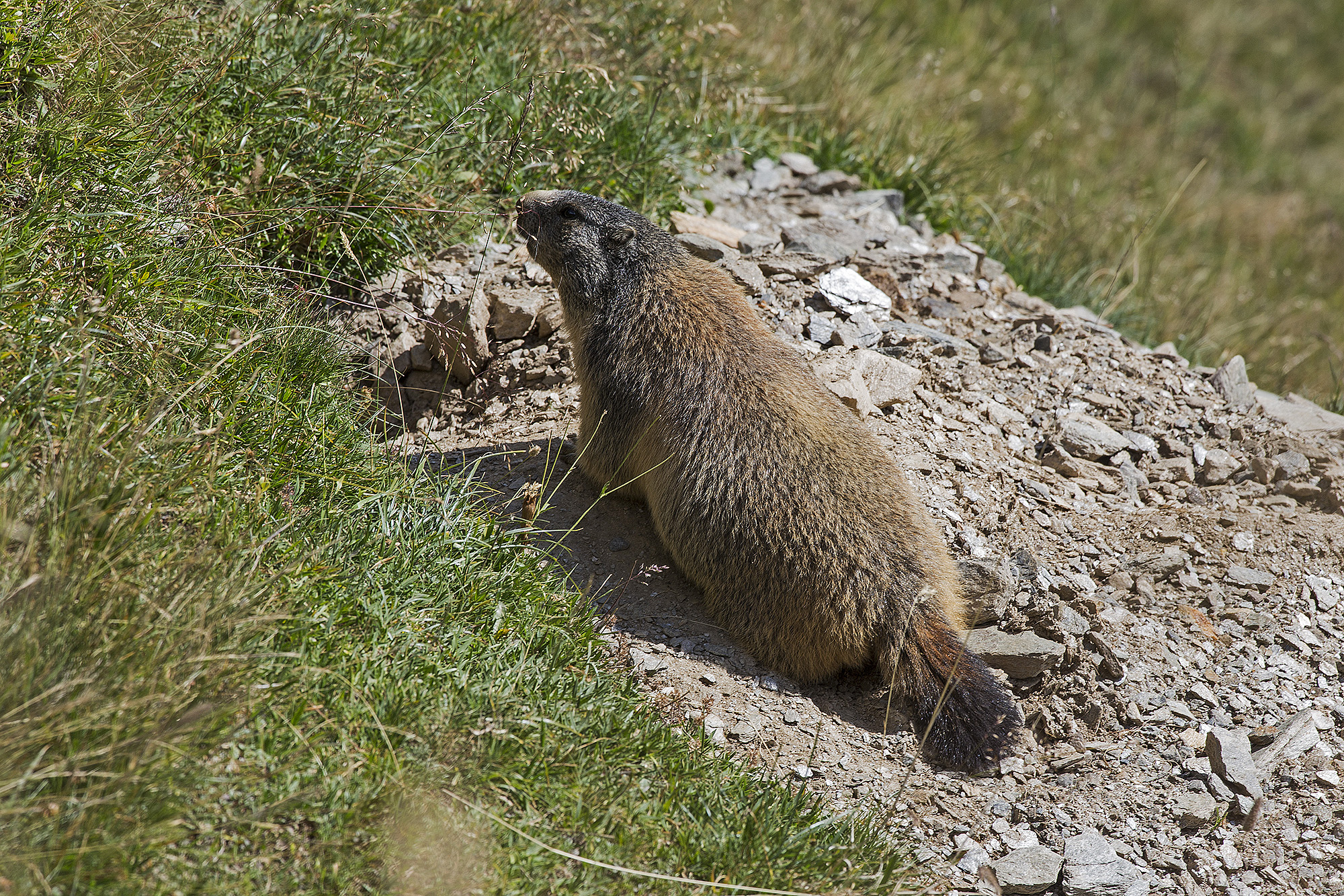 Marmot