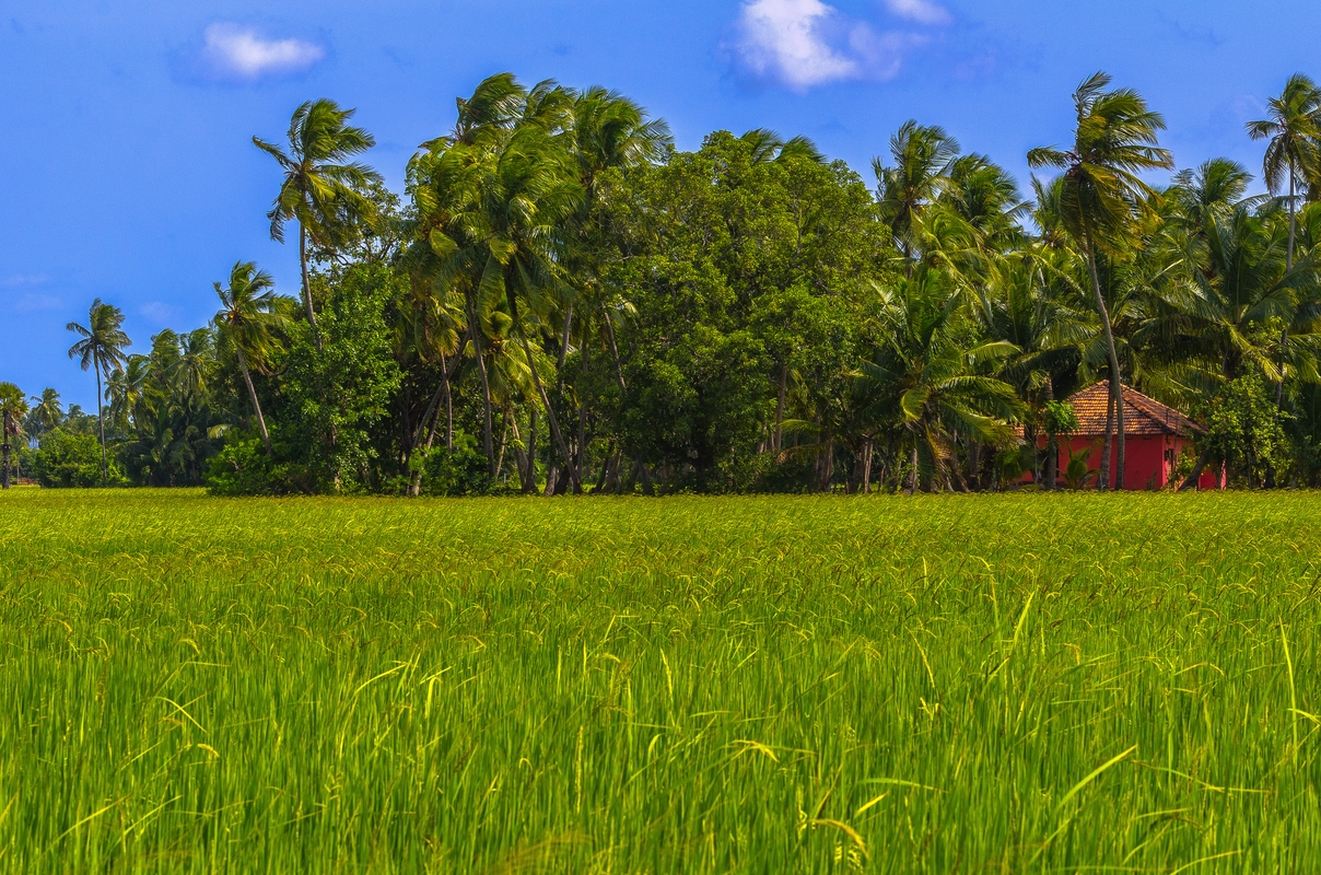 Sri Lanka - Rice field