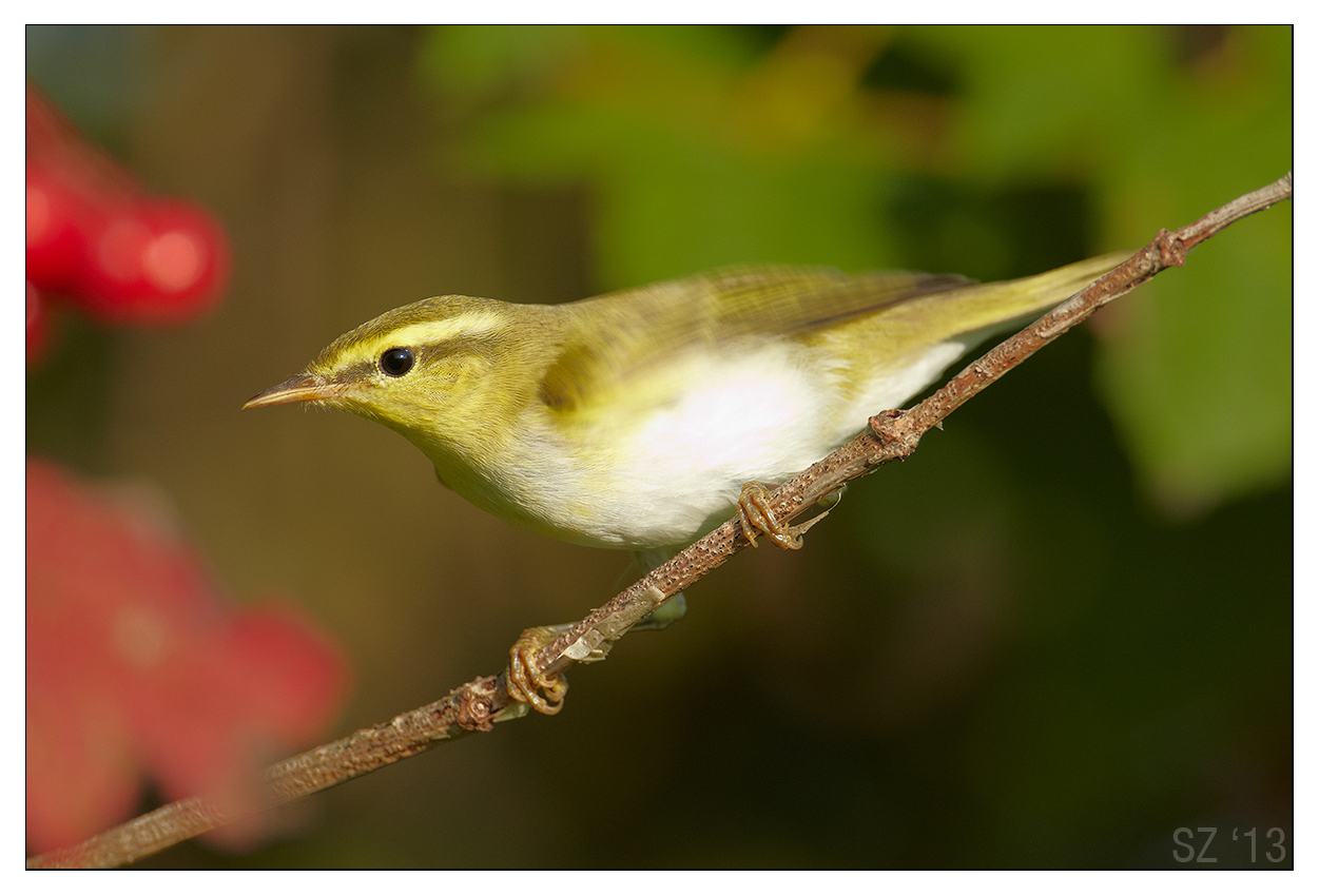 Frullo d'ali (luì verde)