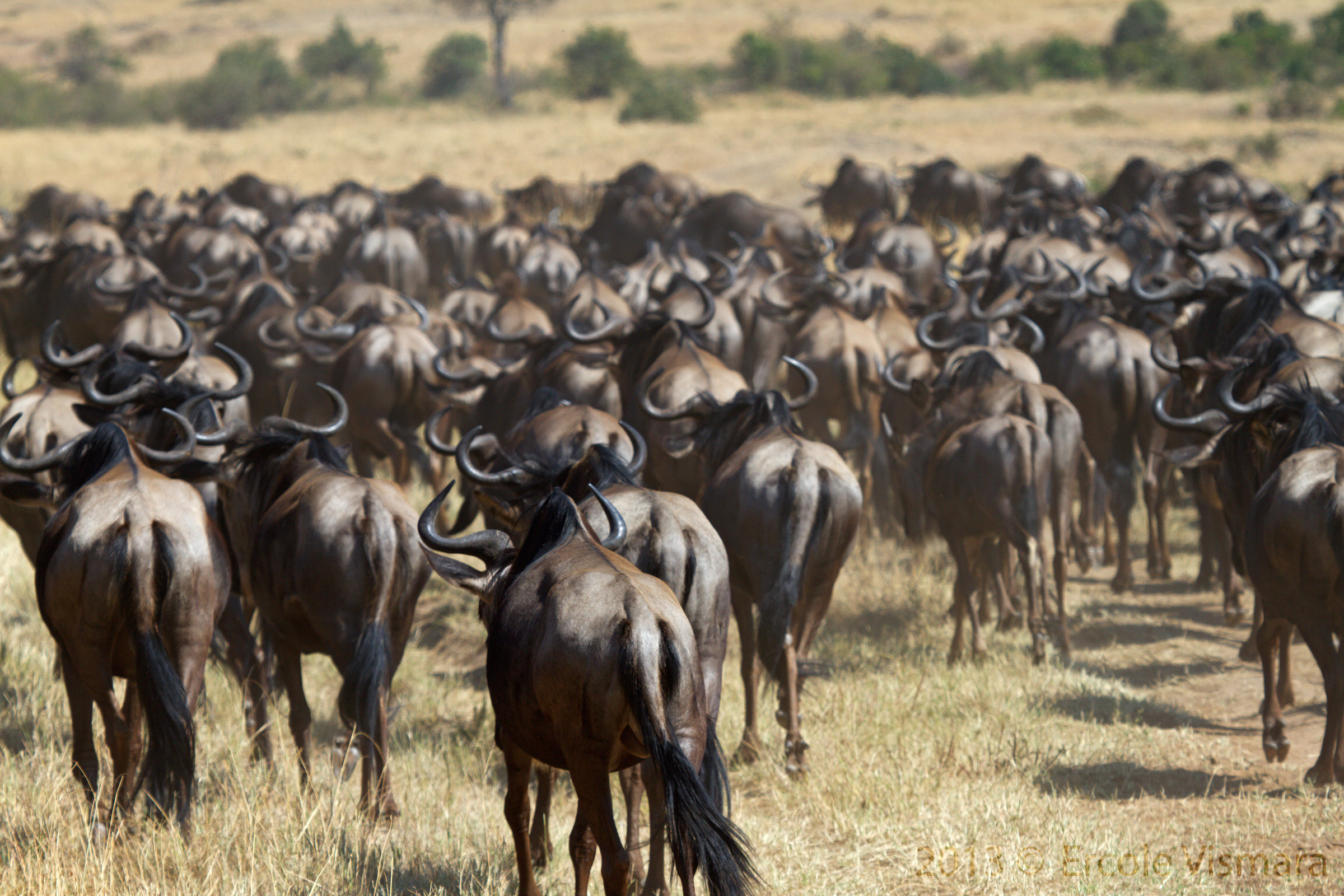 Wildebeest Migration