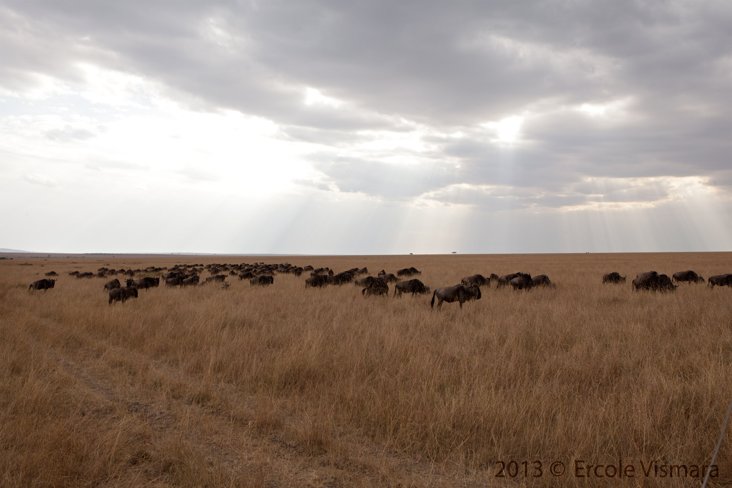 Wildebeest Migration