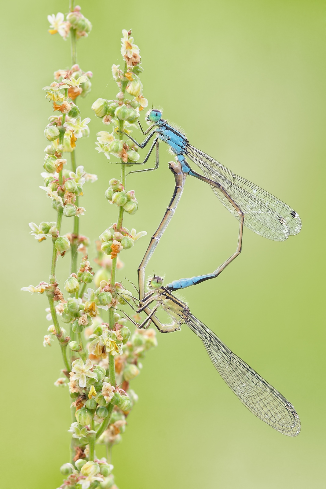 Damselflies