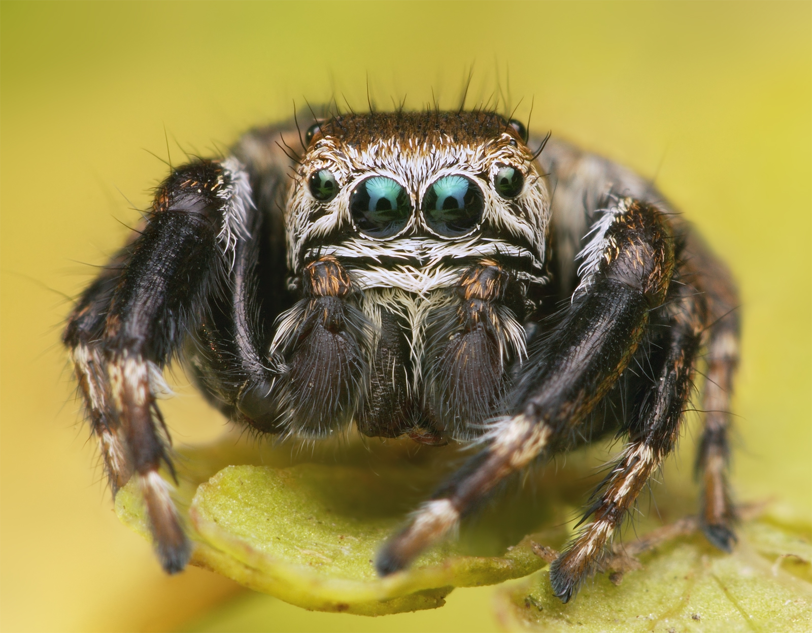 Jumping Spider