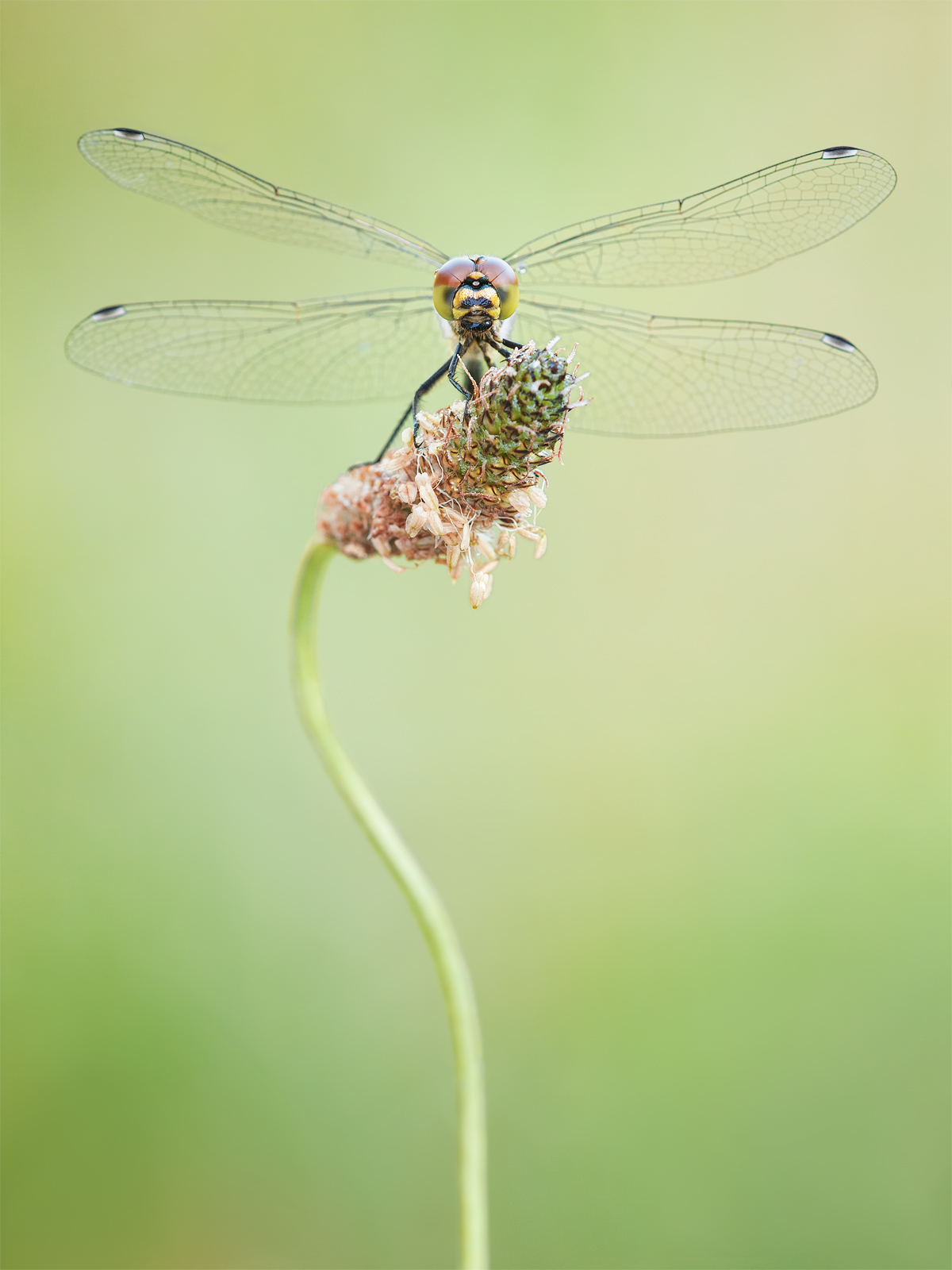 Dragonfly