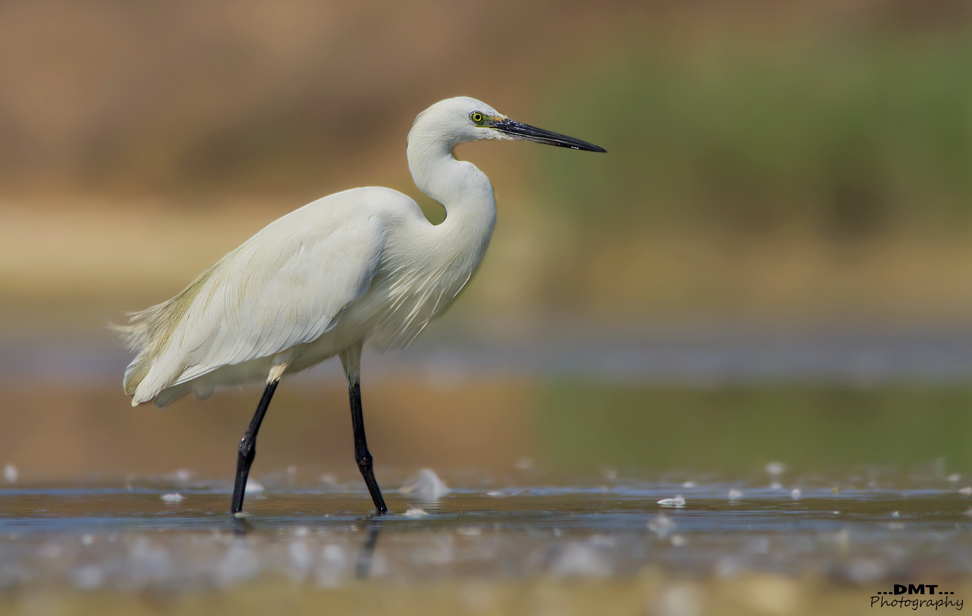 Egret at dawn