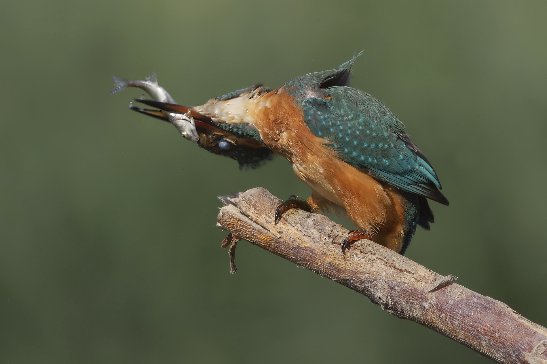 Killing the fish ...