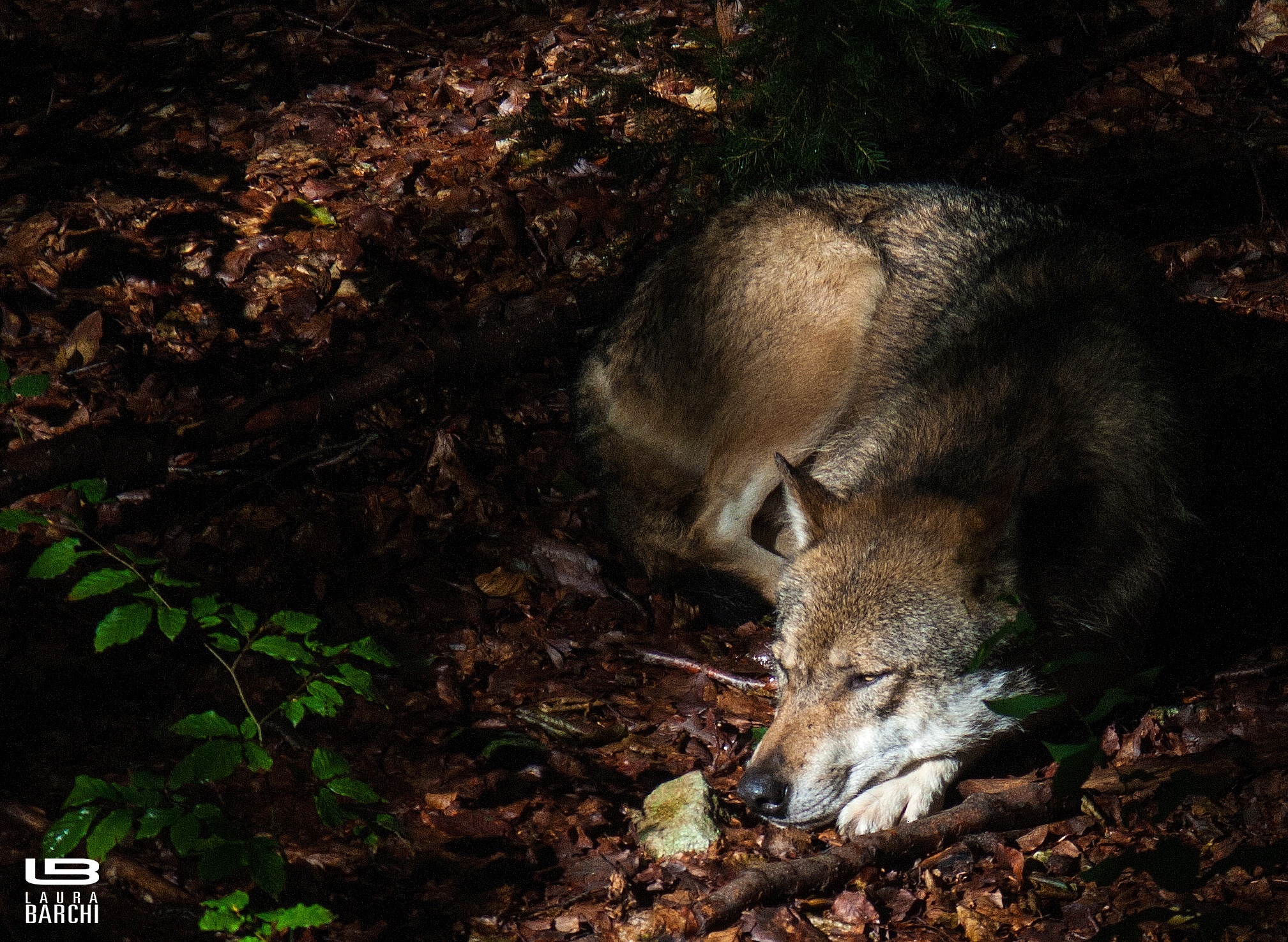 Lupo in un raggio di luce