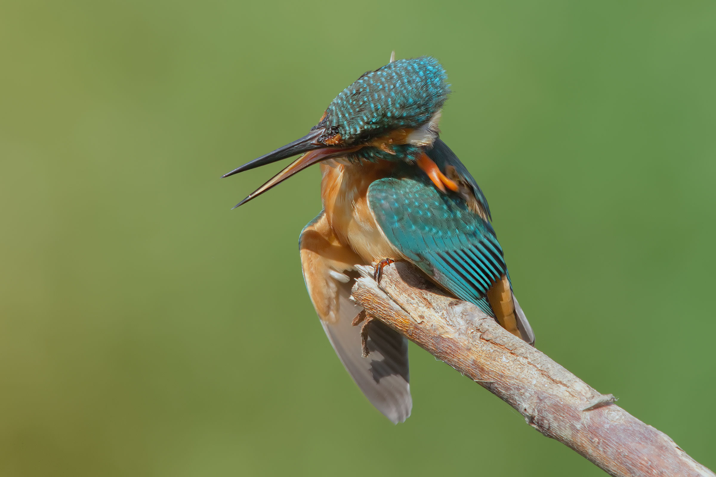 The scratch ........