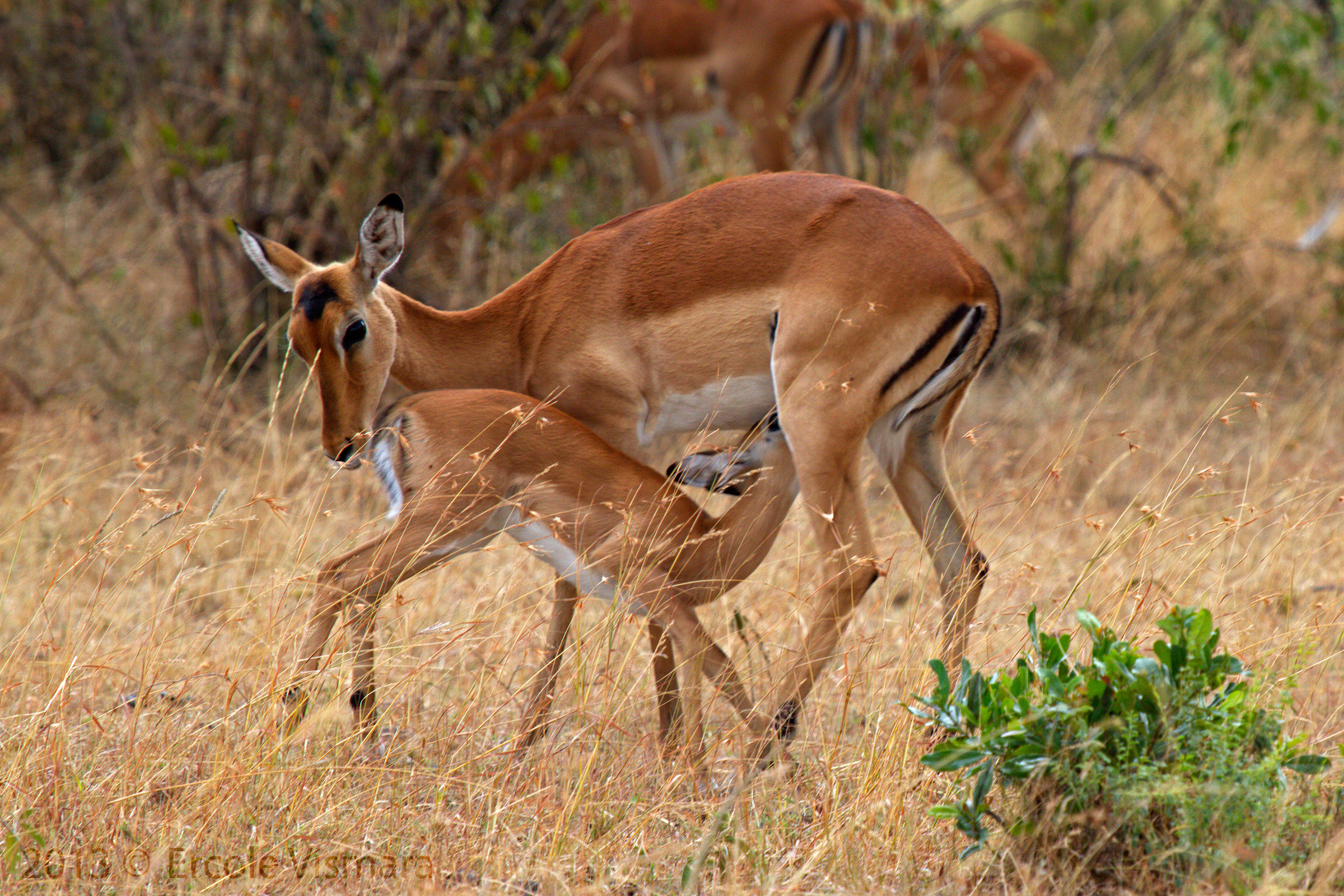 Allattamento Antilope