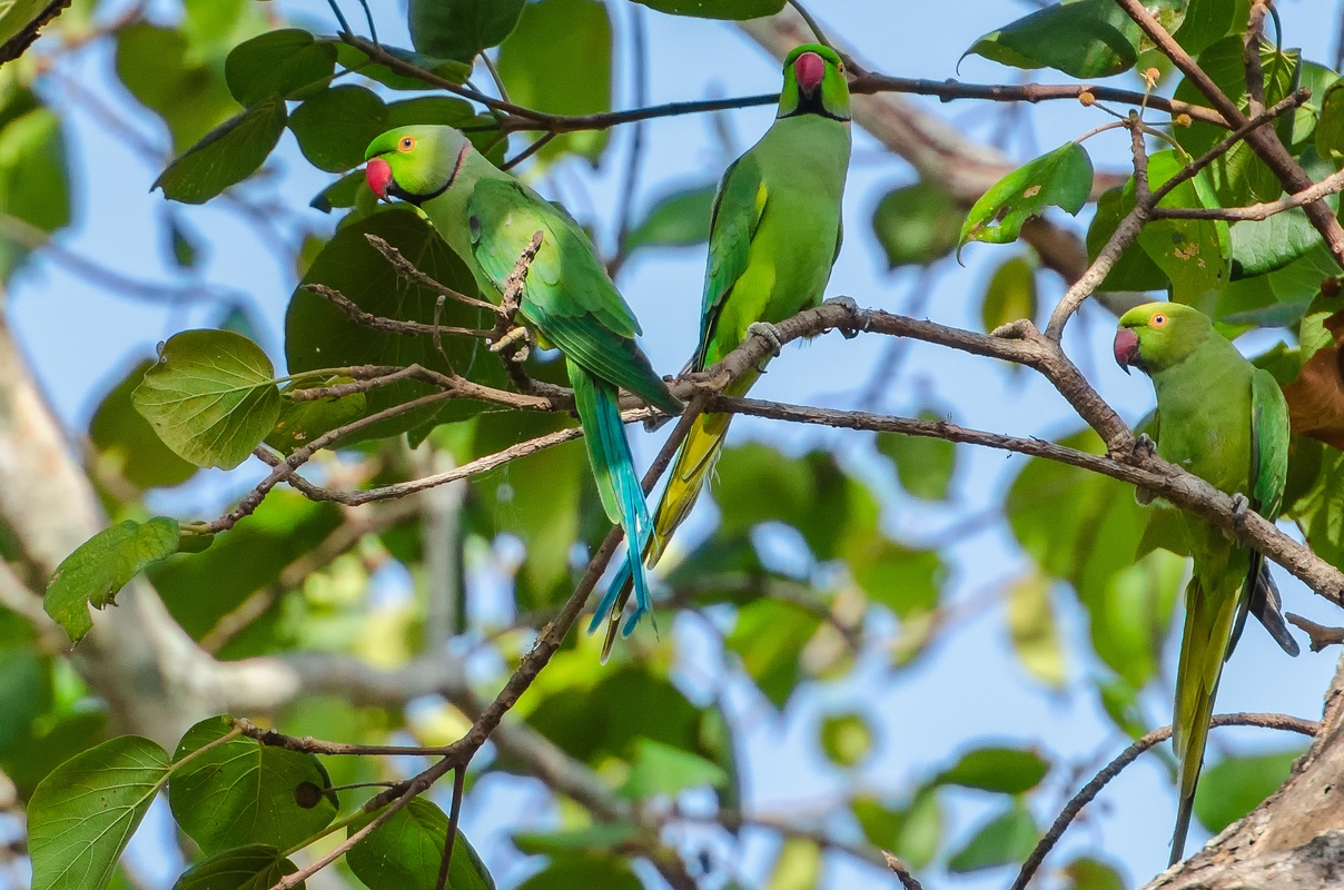 Sri Lanka - Parrots