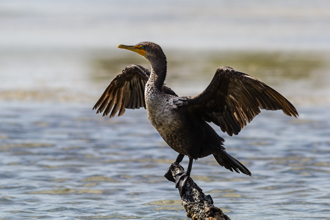 Tintarella mattutina