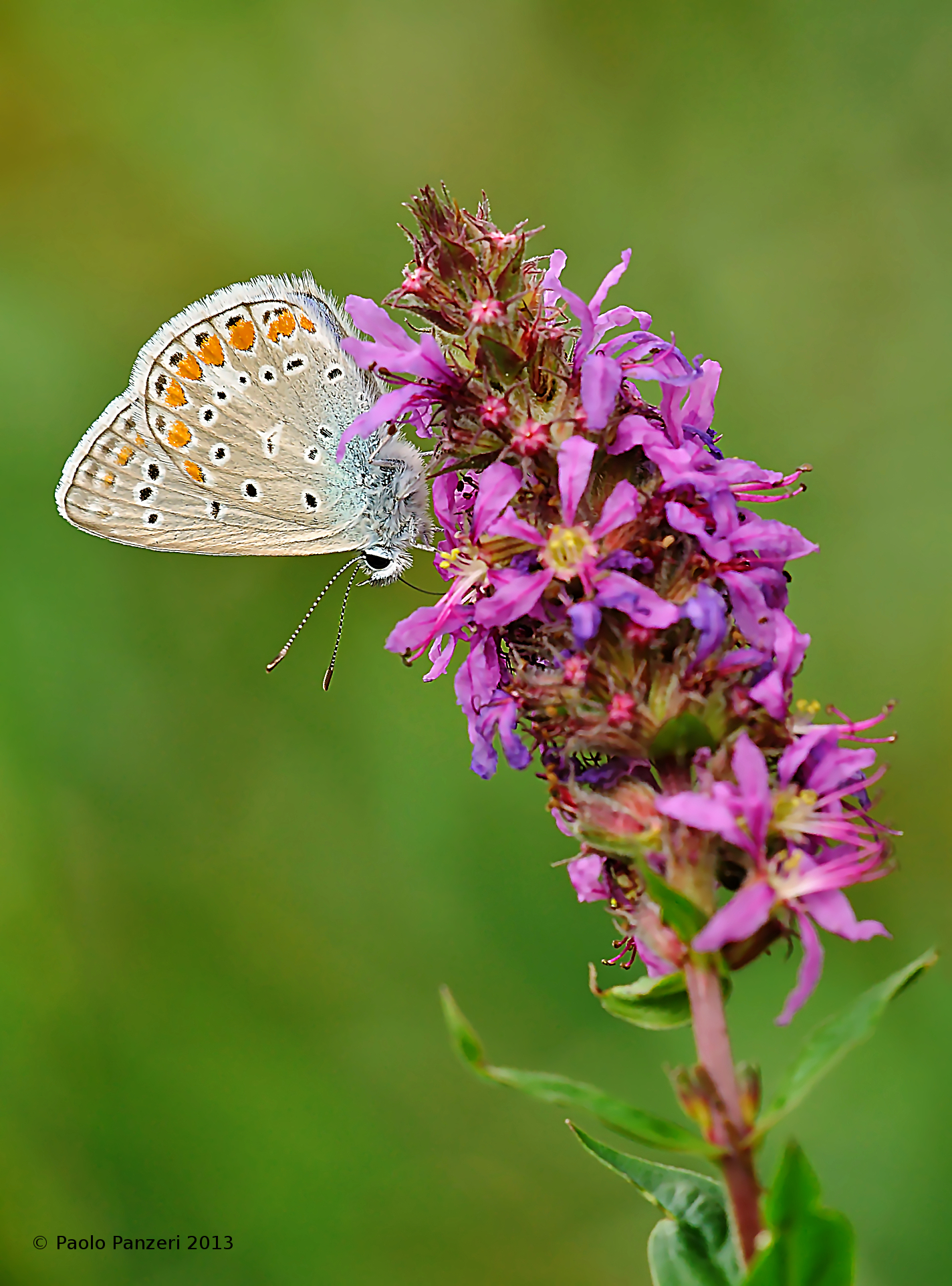 Delicatezza Pomeridiana
