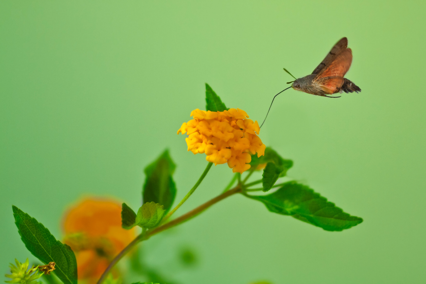 Macroglossa Stellatarum