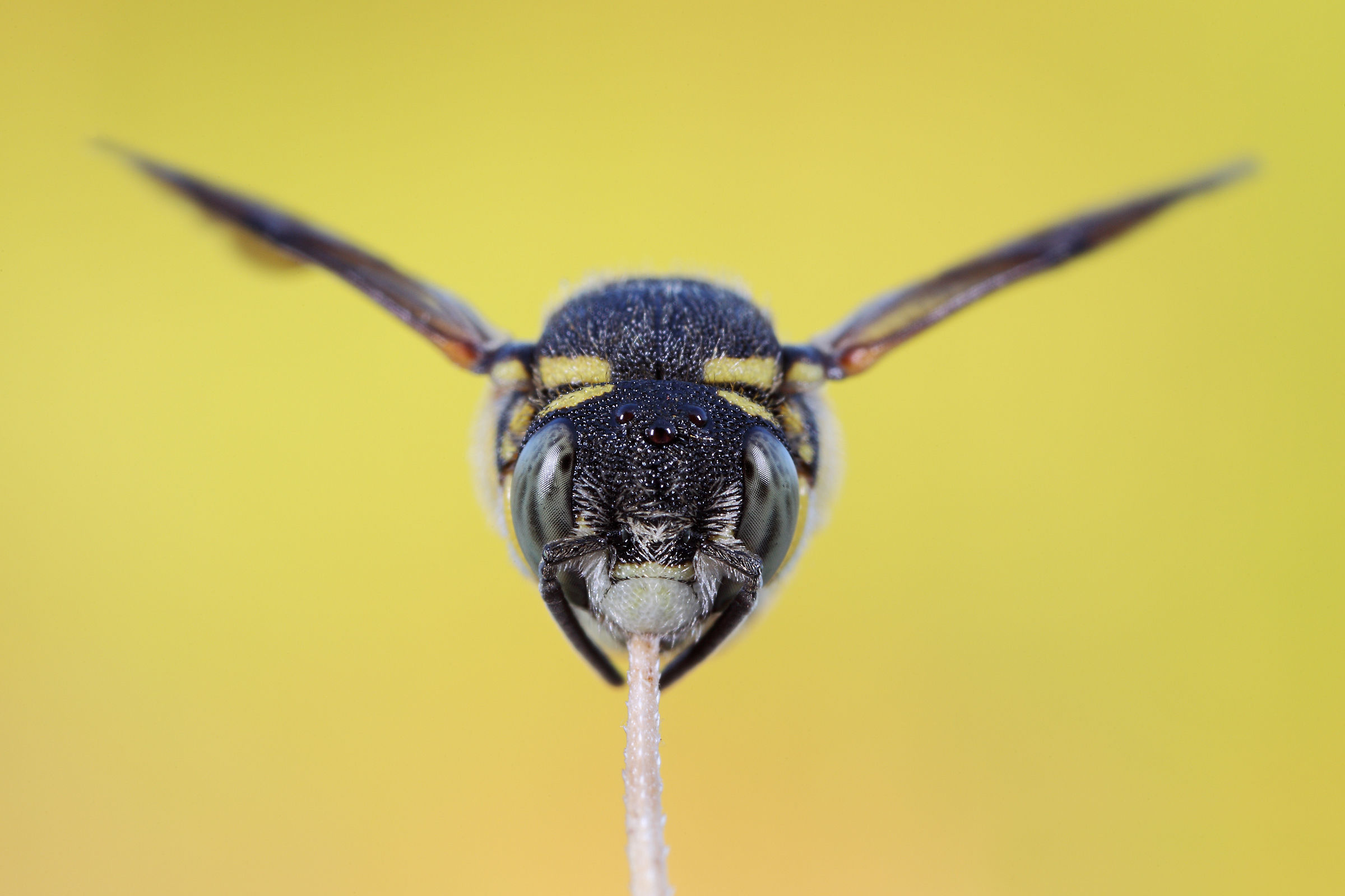 Anthidiellum strigatum