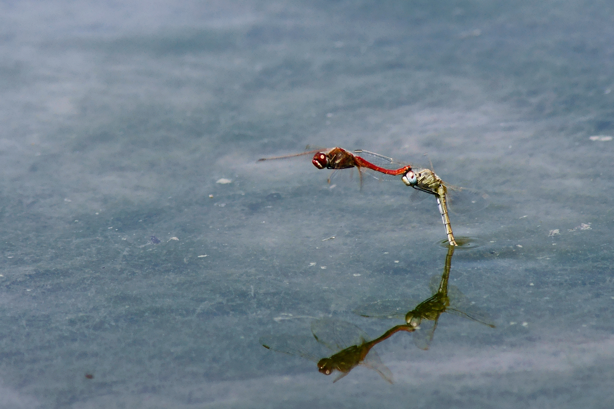Dragonflies in flight