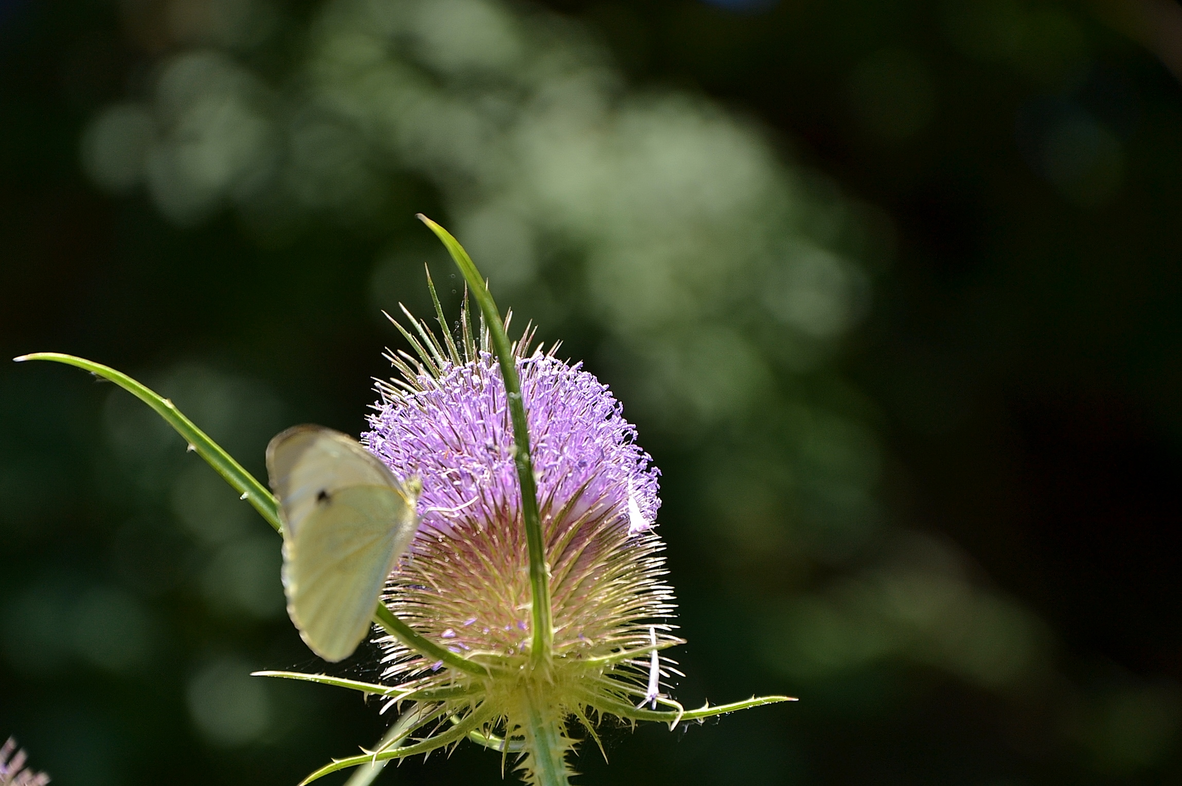Orto Botanico di Urbino