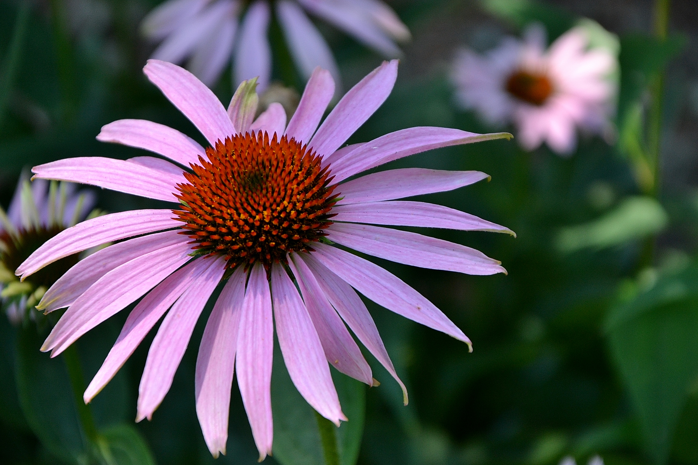 Orto Botanico di Urbino