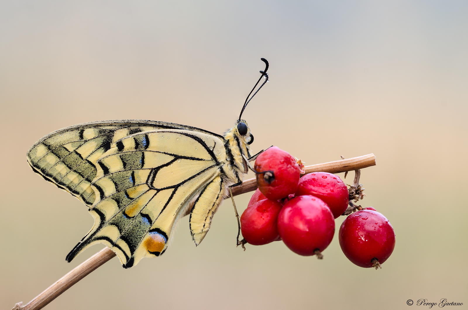 Papilio Machaon