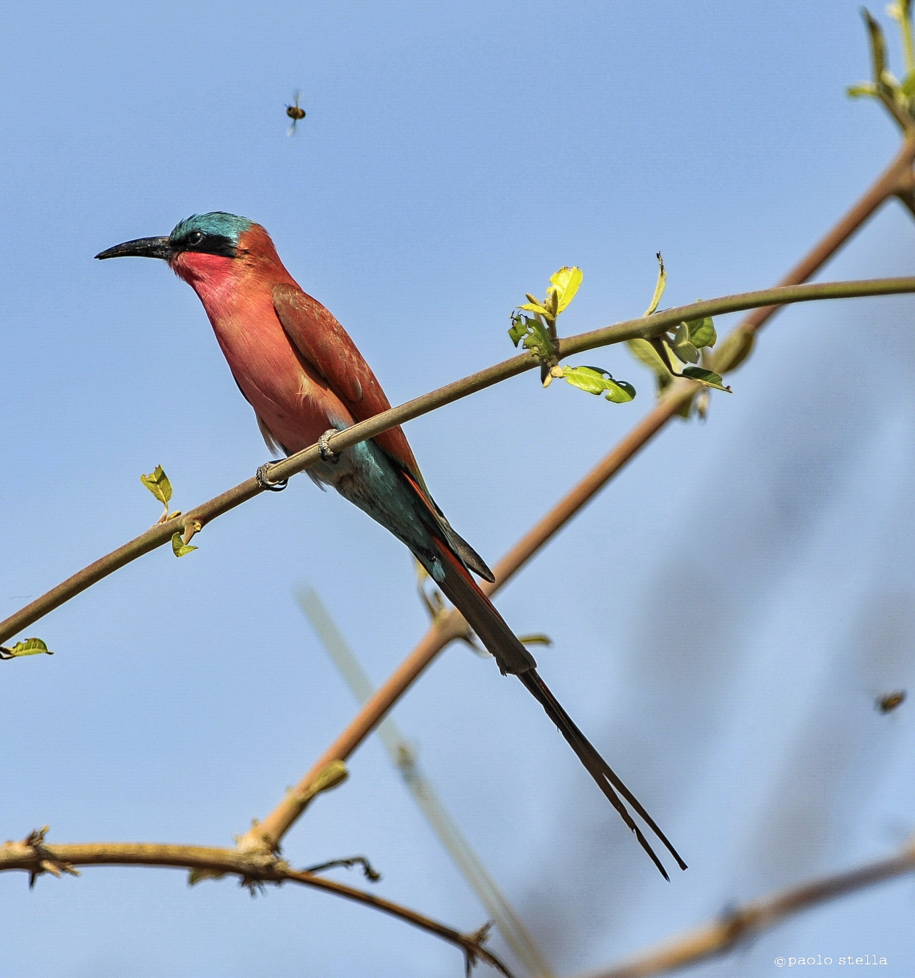 Carmine Bee-Eater on a branch