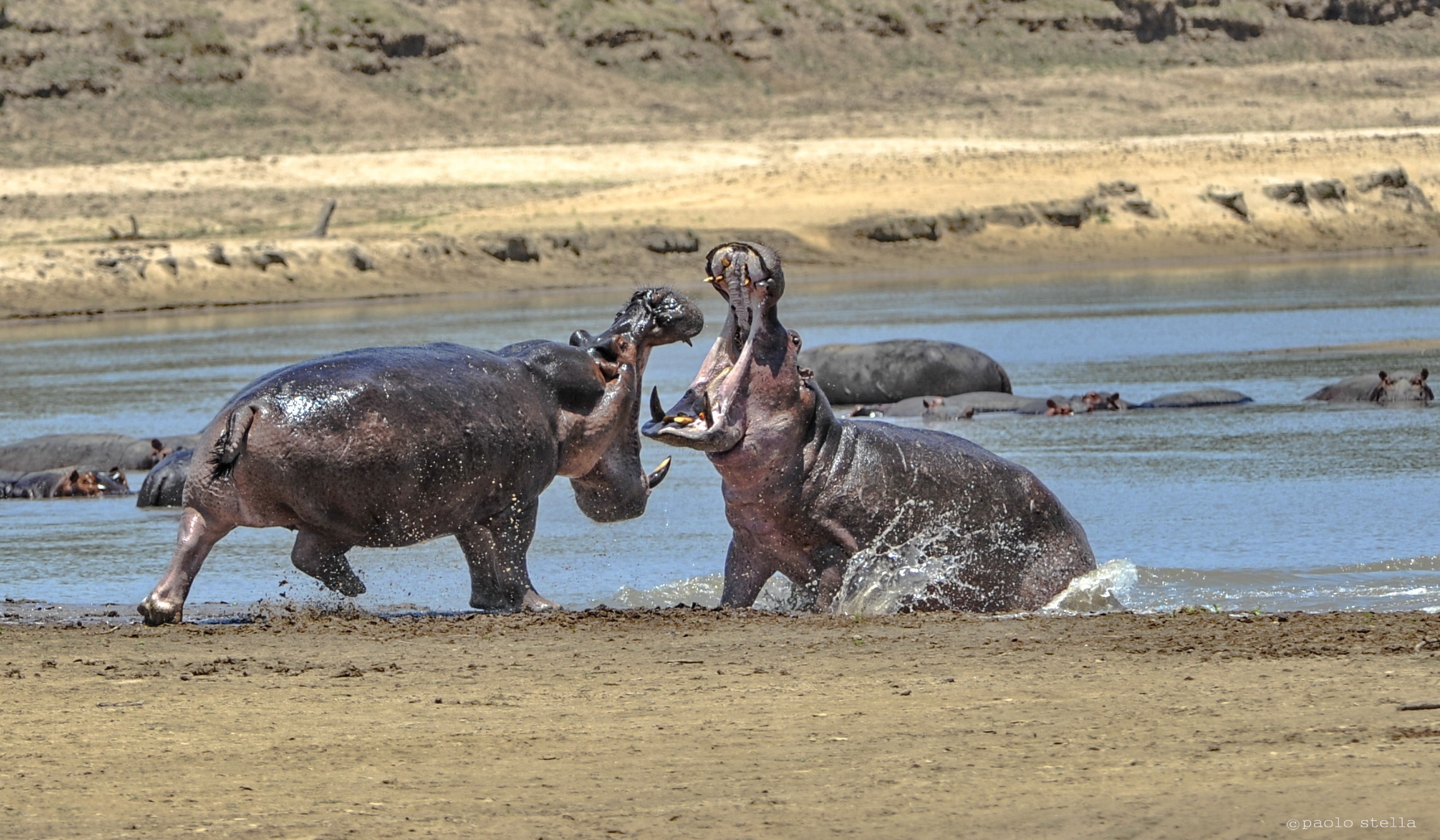 challenge among males in the Luangwa River