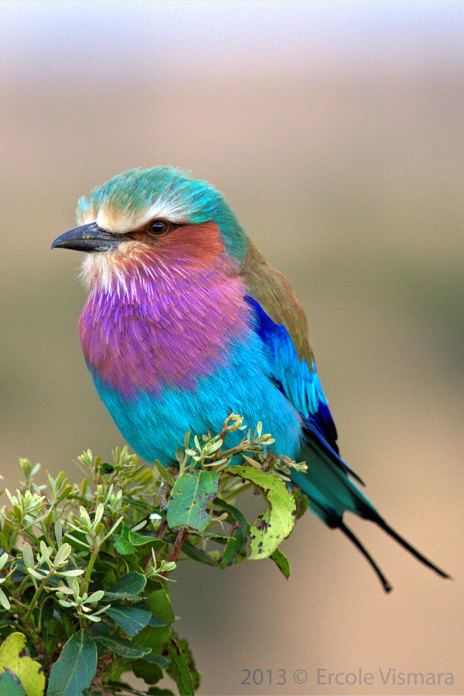 Ghiandaia marina dal petto lilla