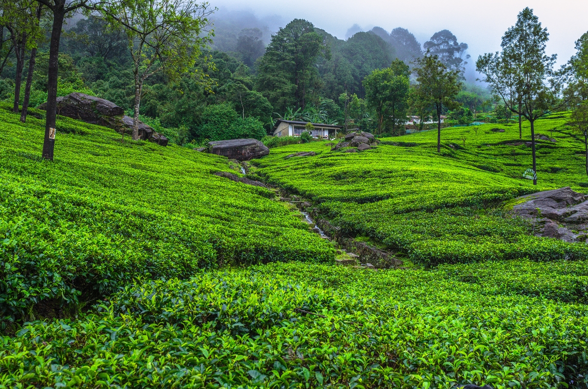 Sri Lanka - Nuwara Eliya - Tea plantation