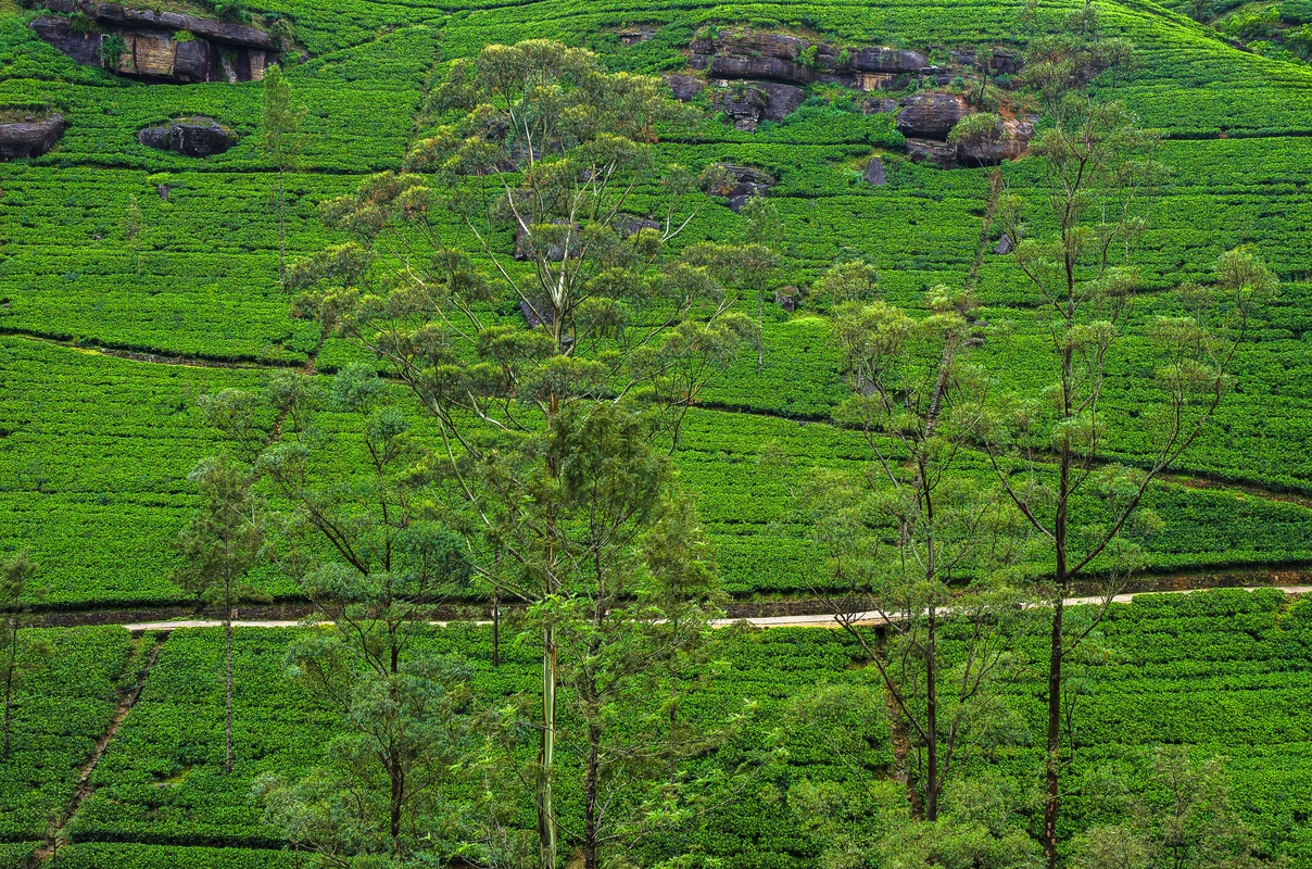 Sri Lanka - Nuwara Eliya - Tea plantation