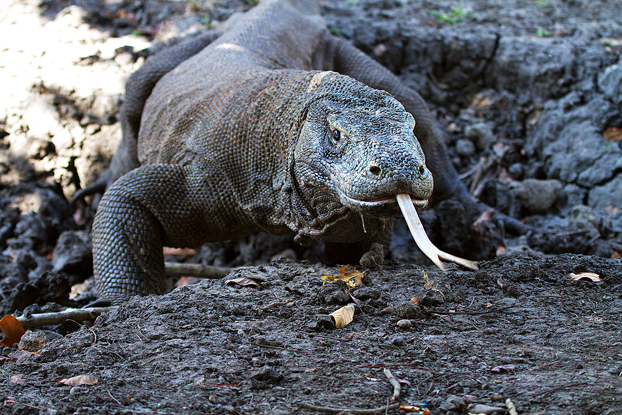 A language that is death