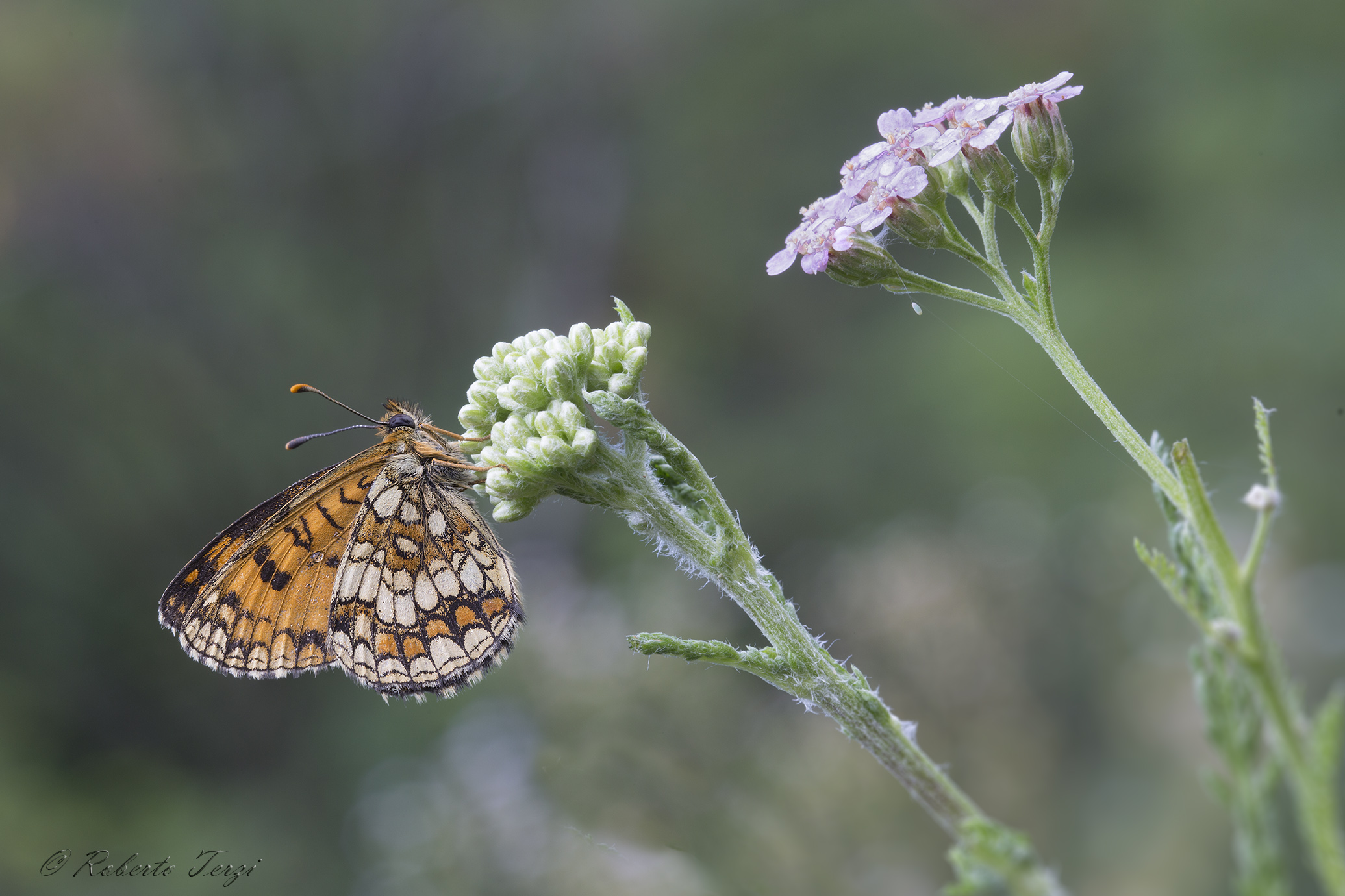 Melitaea
