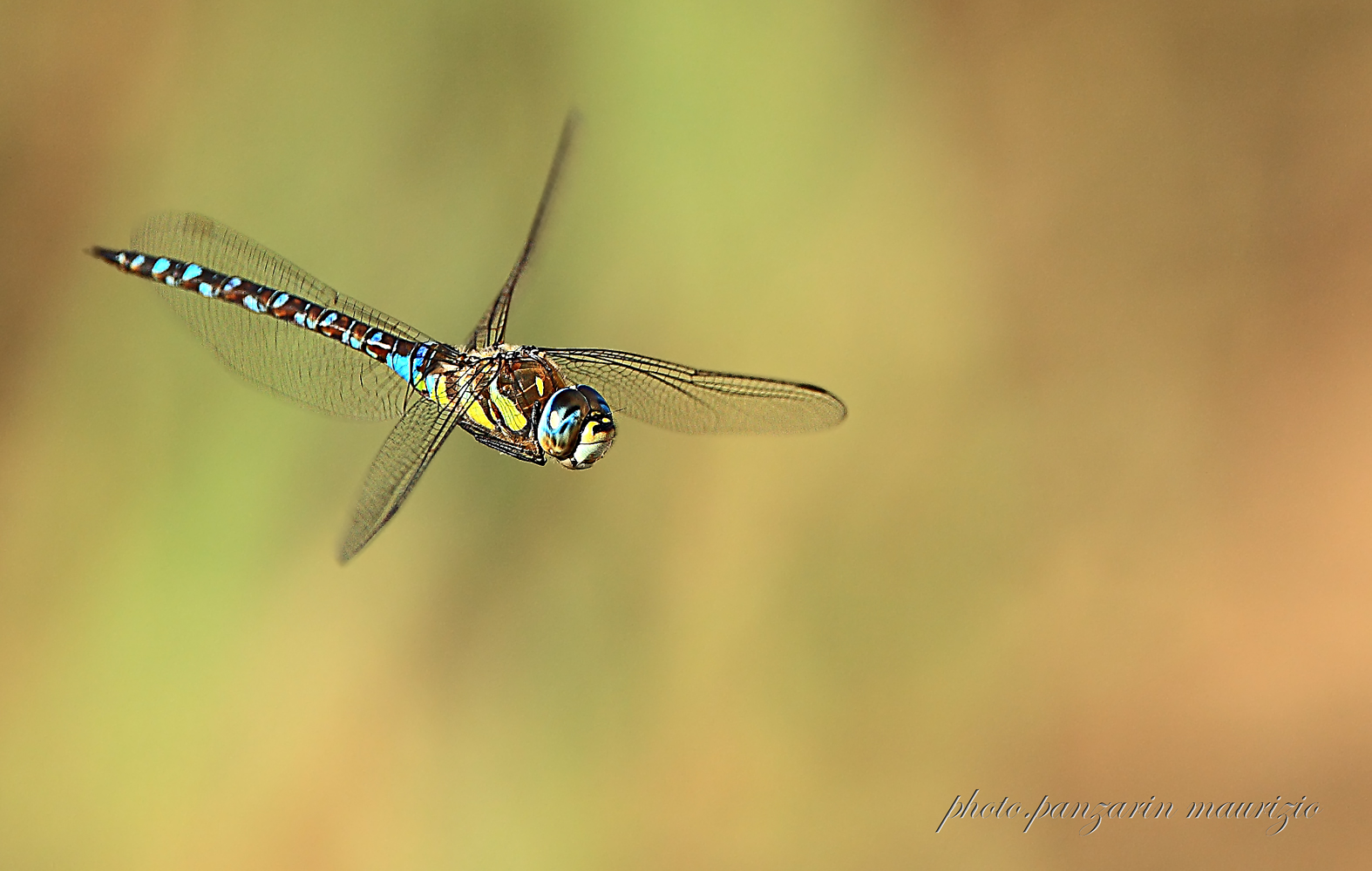 the flight of the dragonfly