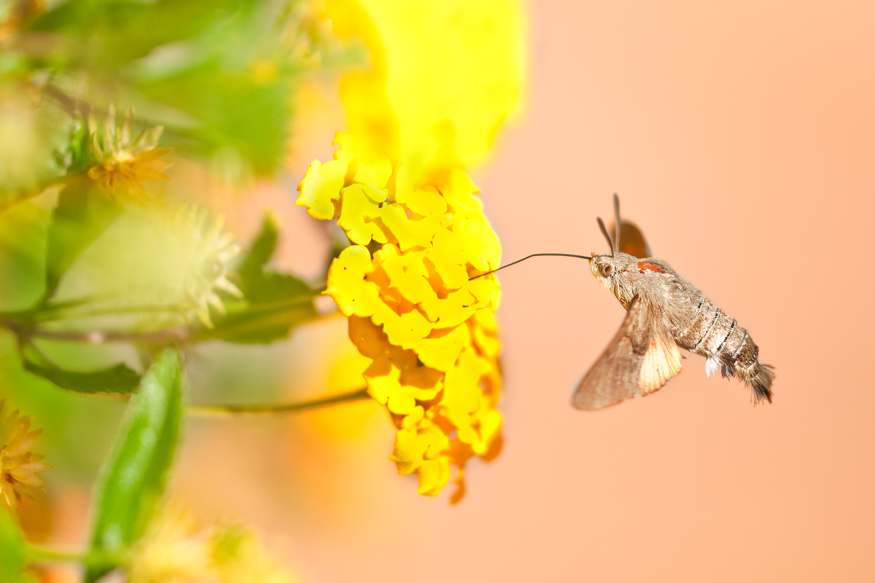 Macroglossa a 1/8000 di secondo
